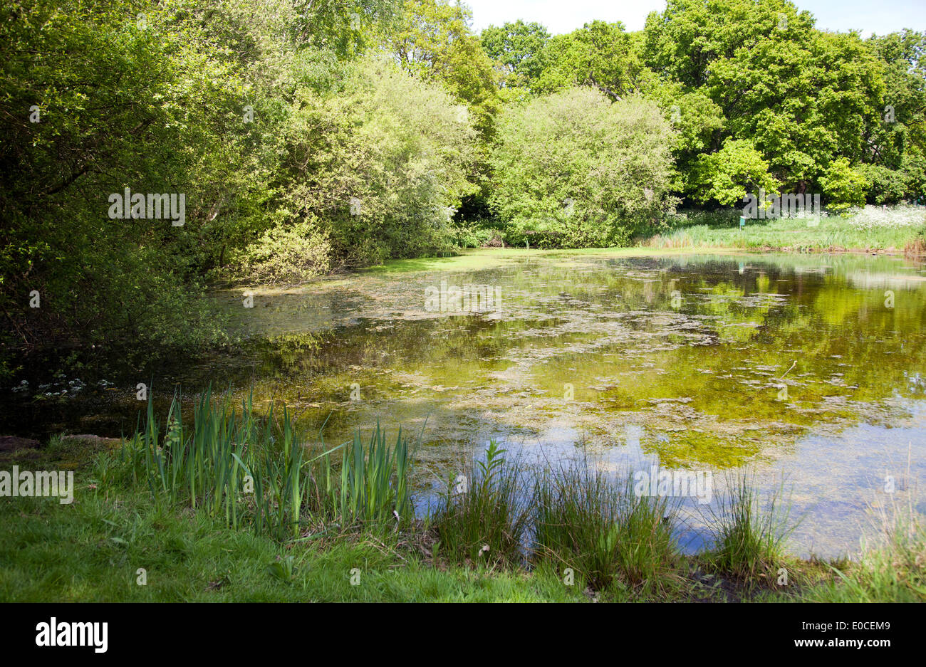 Stagno su Wimbledon Common a Londra - Regno Unito Foto Stock