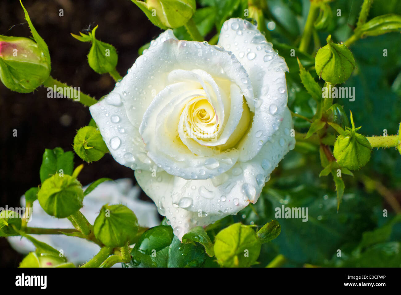 Wei? ?? E, blaeuehende rose su GRO? ?? En arbusto in un giardino, Eine weifle, blaeuehende Rose auf einem groflen Strauch in einem Gart Foto Stock