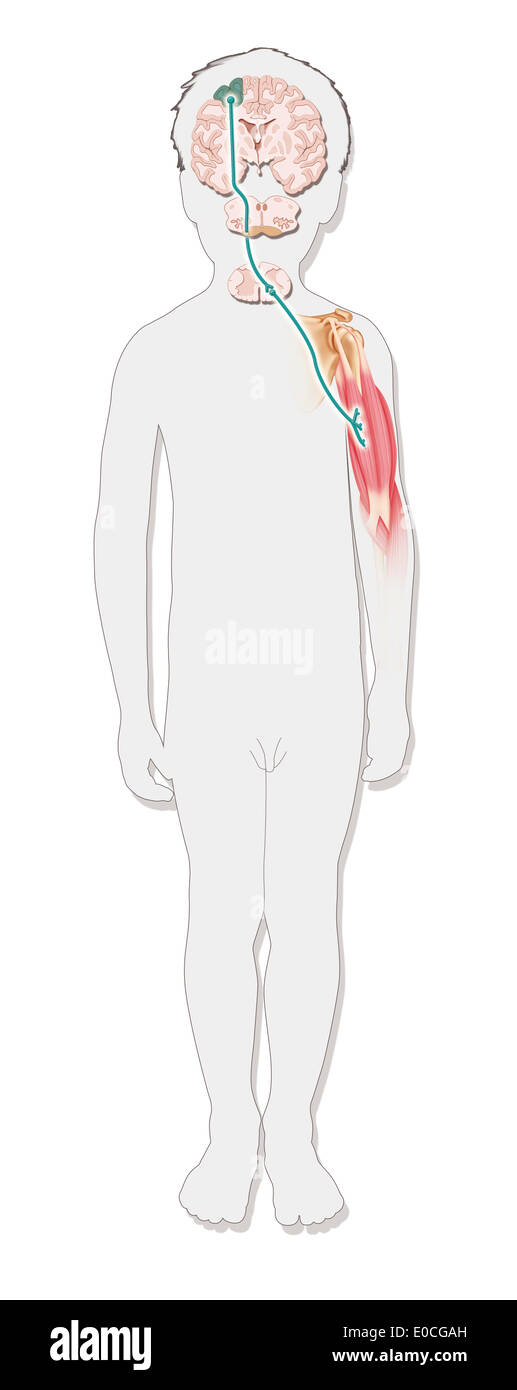 Motricità, disegno Foto Stock