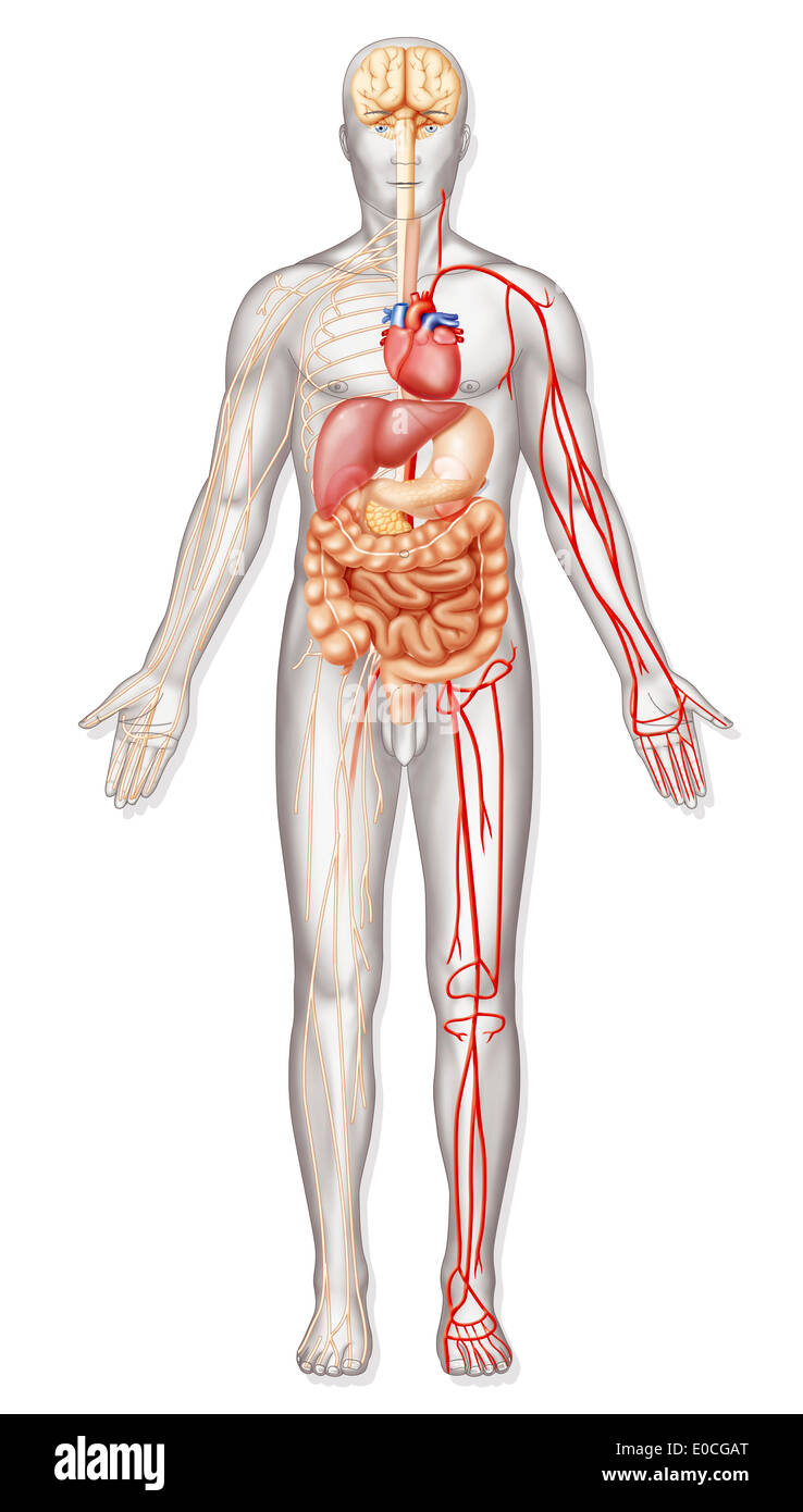 Anatomia Foto Stock