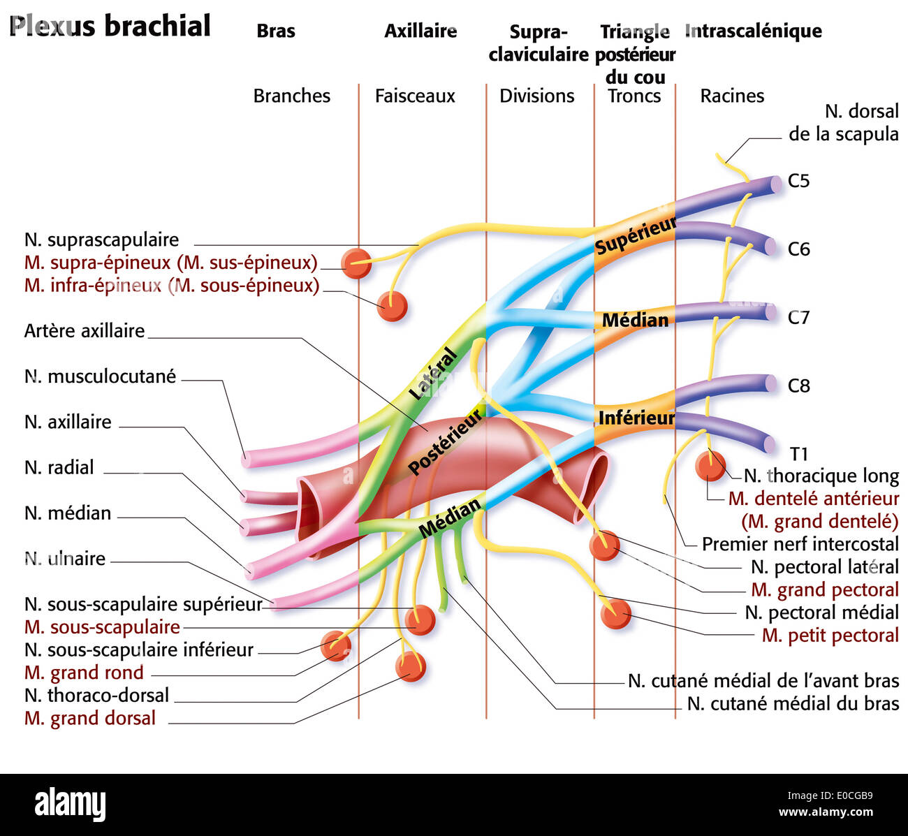 Del plesso brachiale Foto Stock