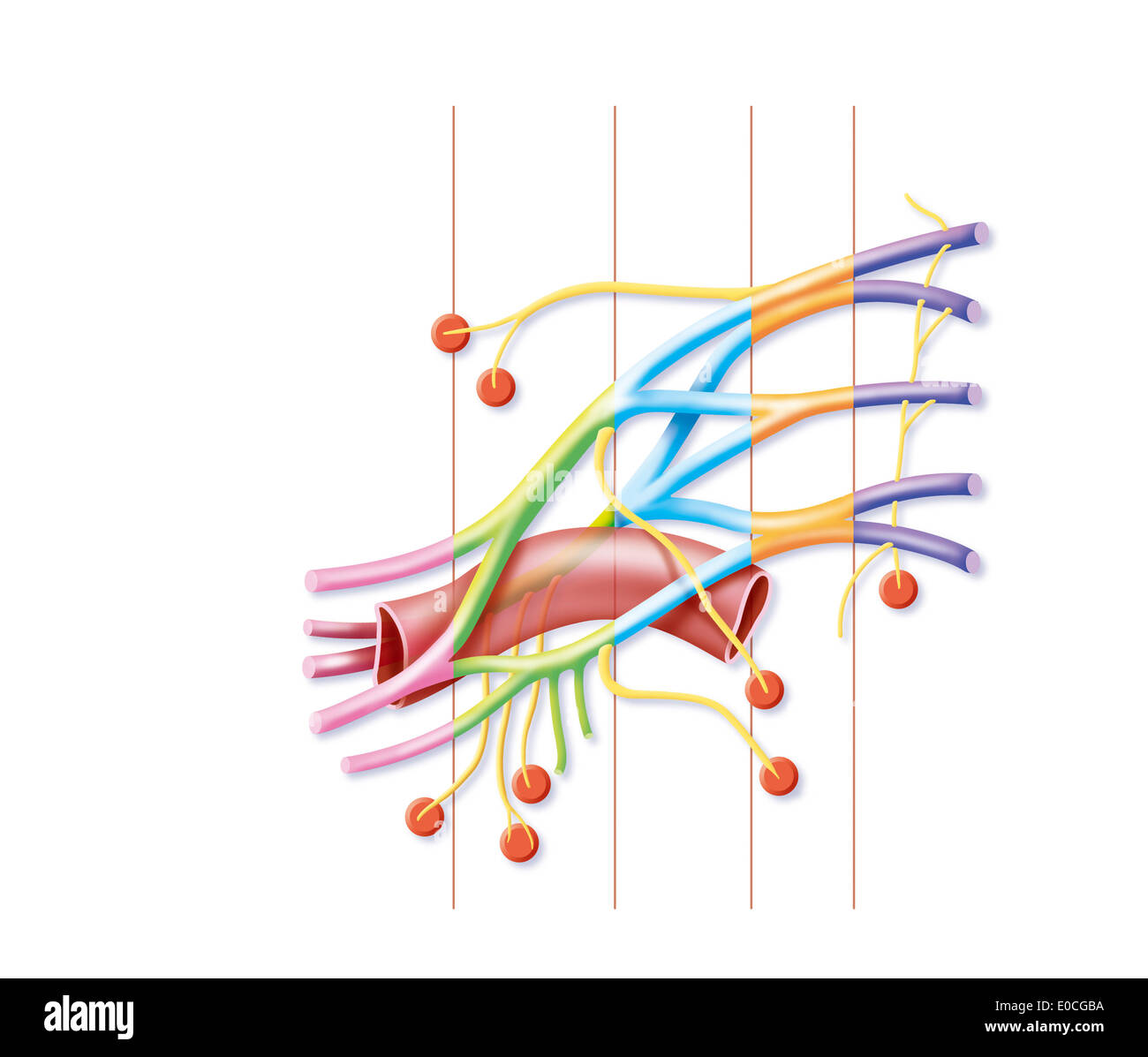 Del plesso brachiale Foto Stock