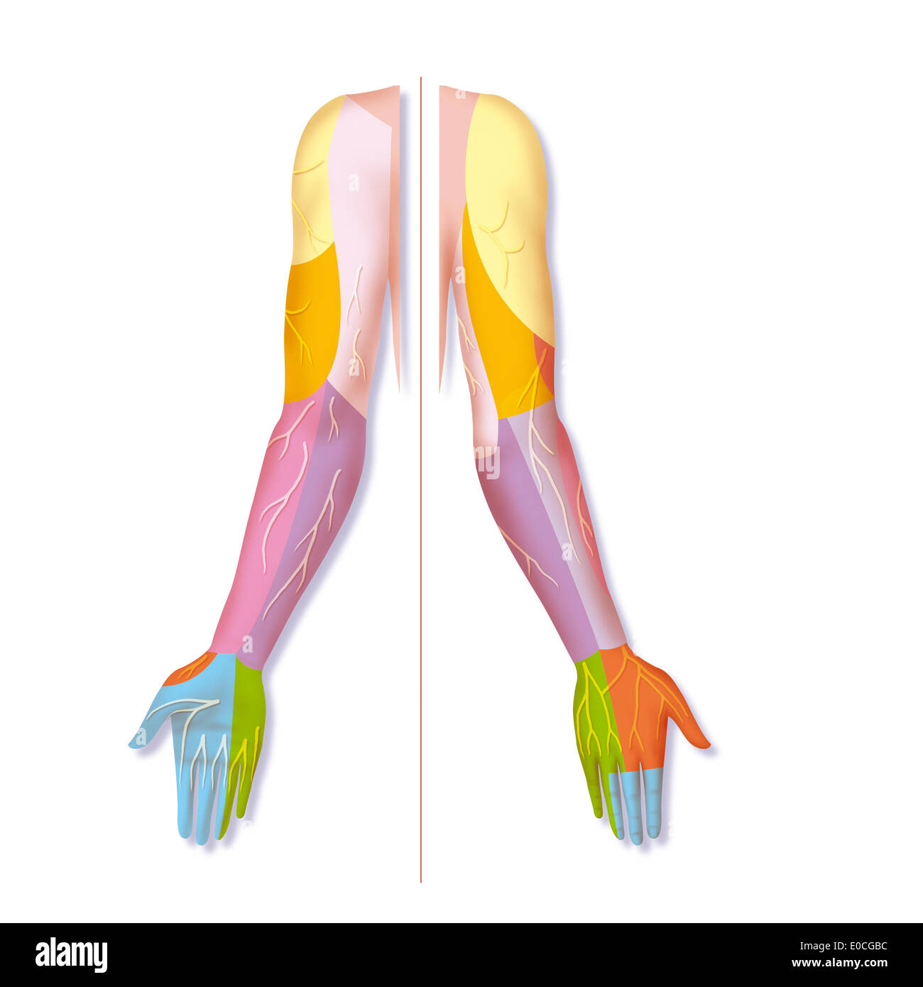 Sistema nervoso, disegno Foto Stock