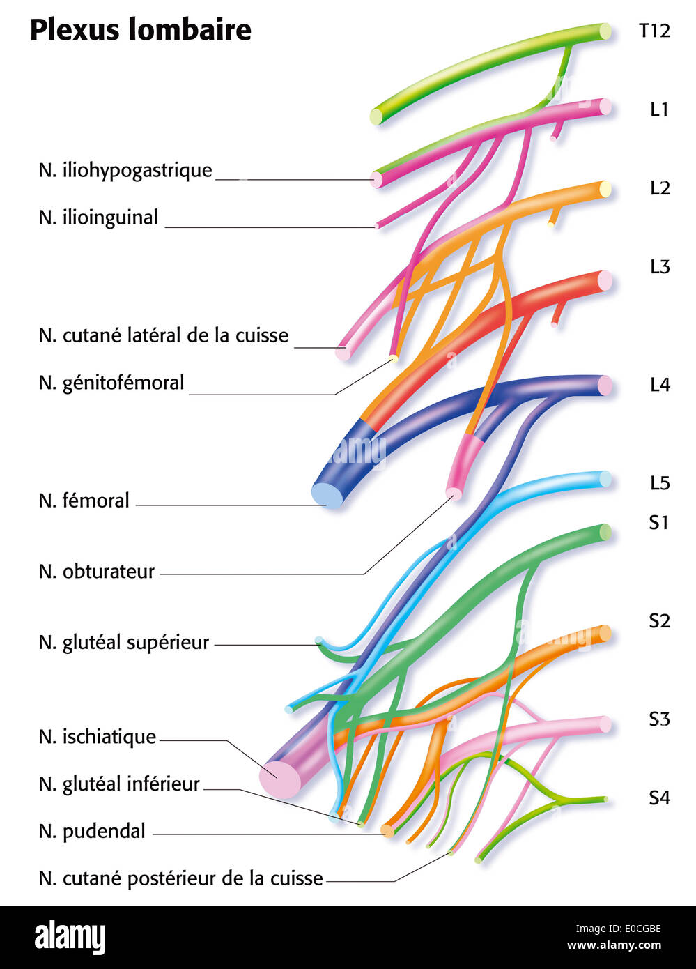 Plesso lombare Foto Stock