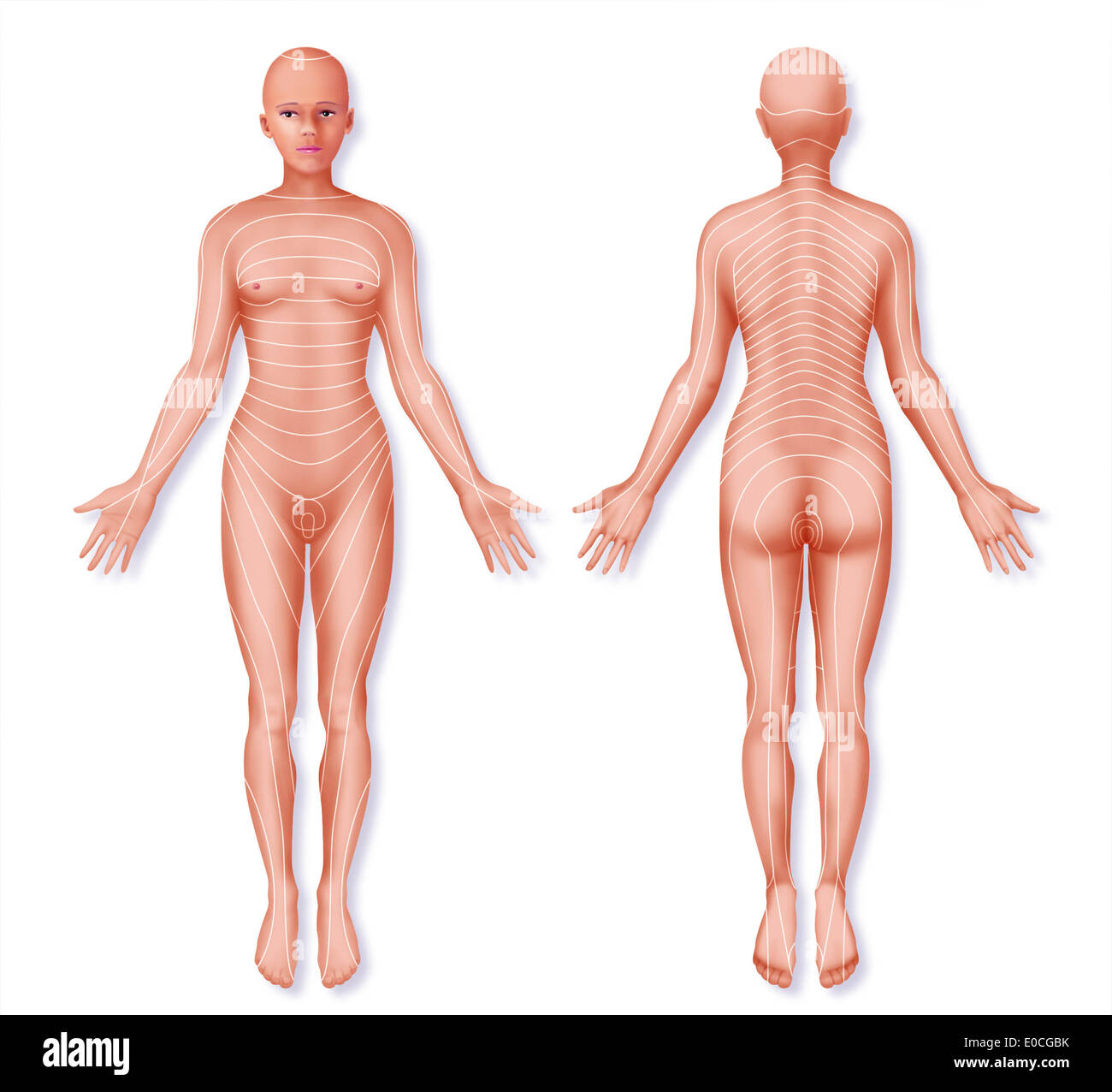 Dermatome Foto Stock