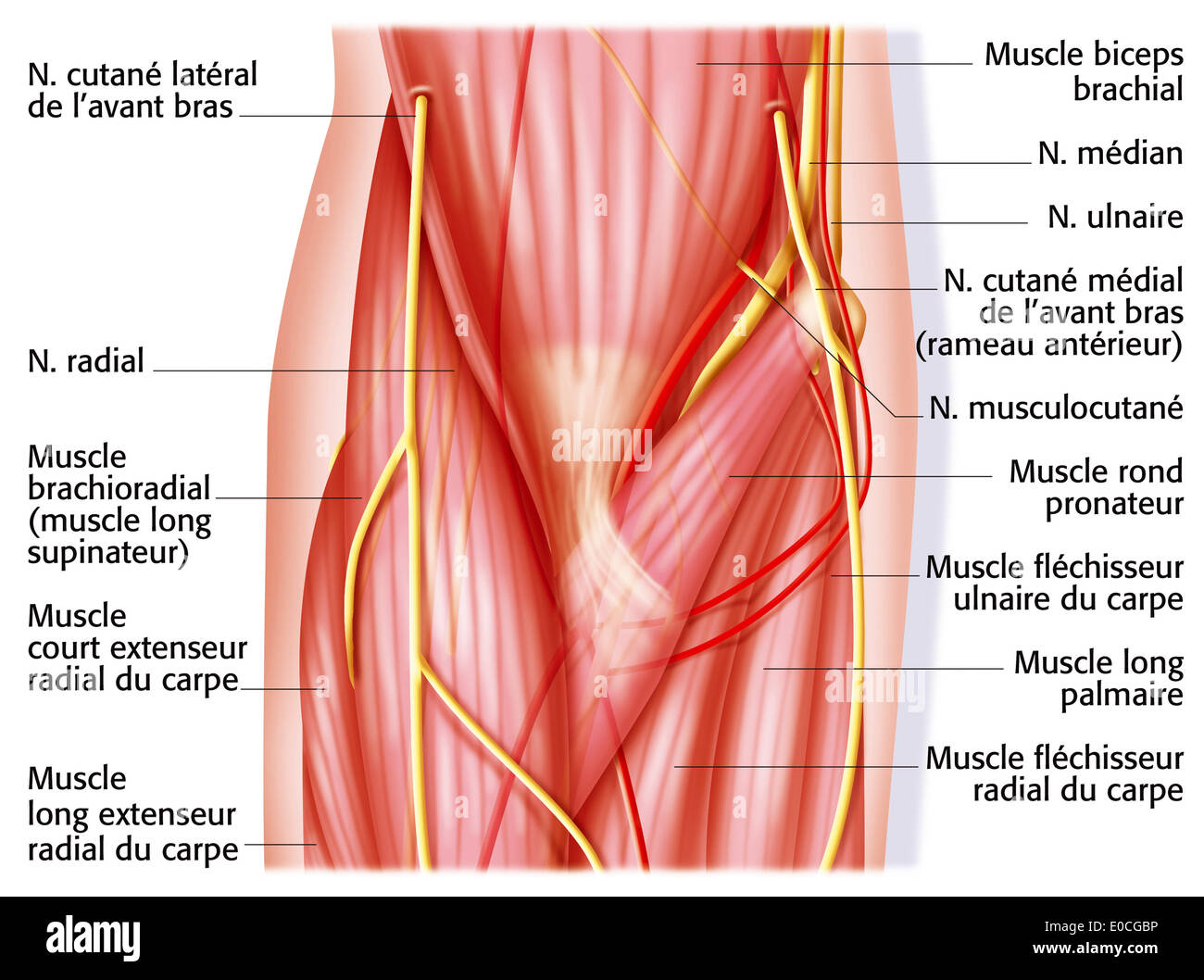 Gomito, anatomia Foto Stock