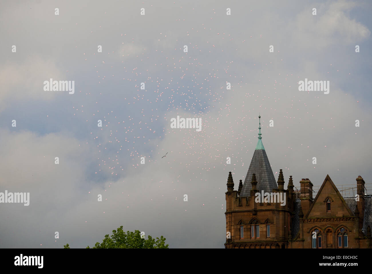 Belfast, Irlanda del Nord, Regno Unito. 8 maggio 2014. Rosa Baloons salire al di sopra del Belfast Skyline al Giro d'Italia Presentazione della squadra a Belfast Credit: Bonzo Alamy/Live News Foto Stock