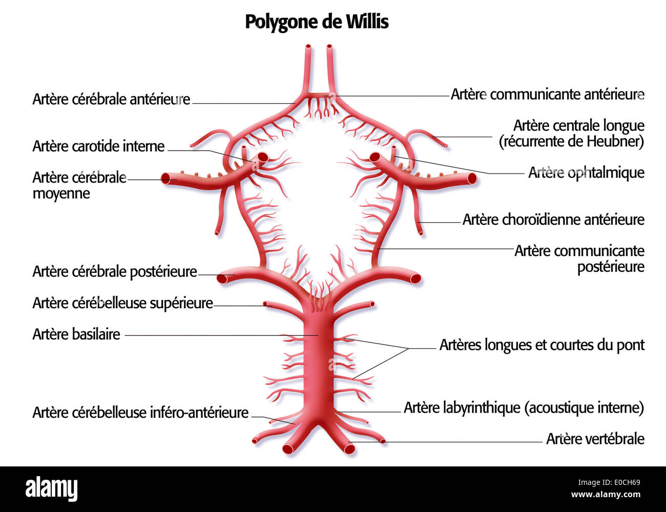 Cerchio di Willis Foto Stock