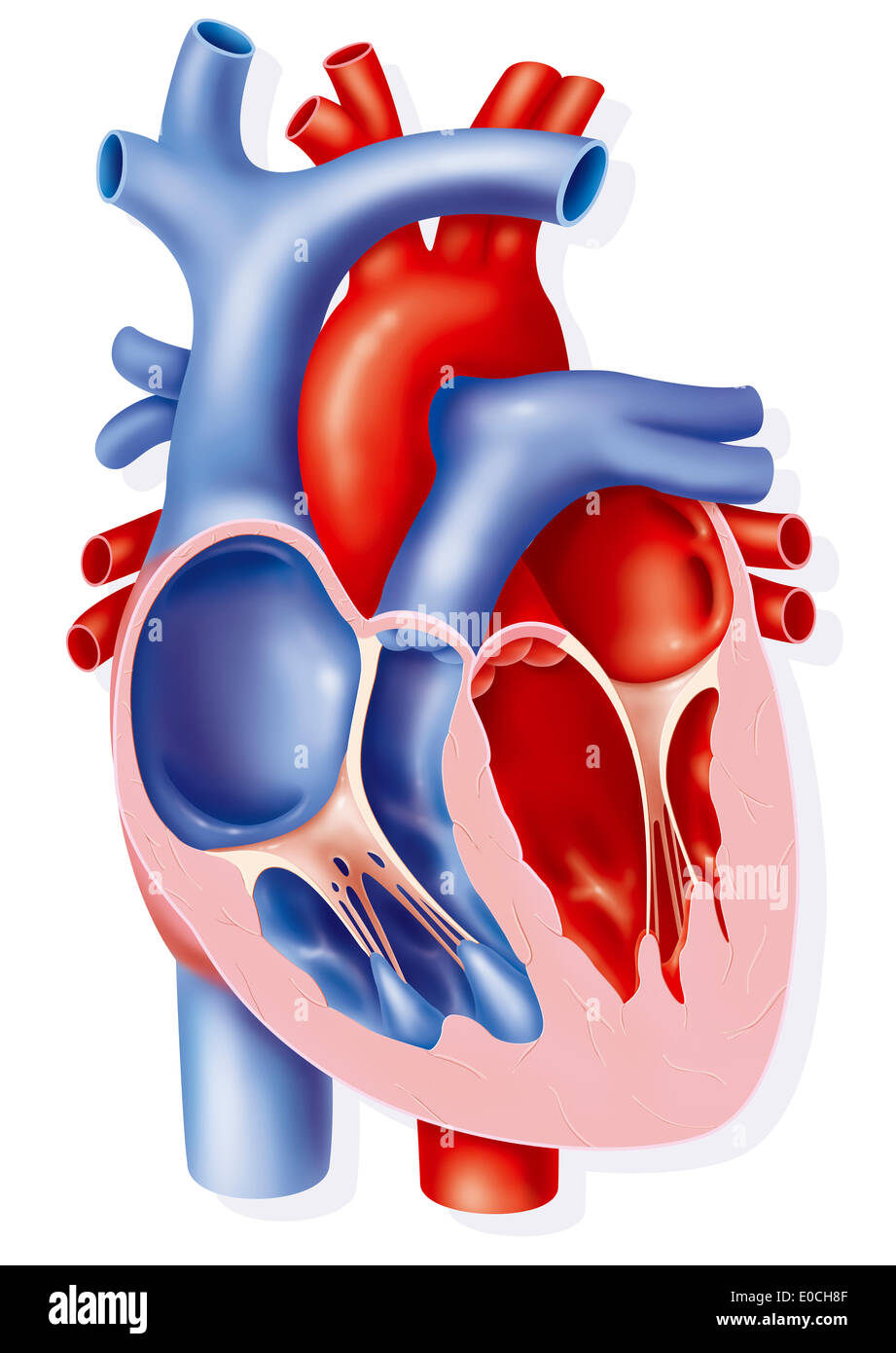 Cuore, illustrazione Foto Stock