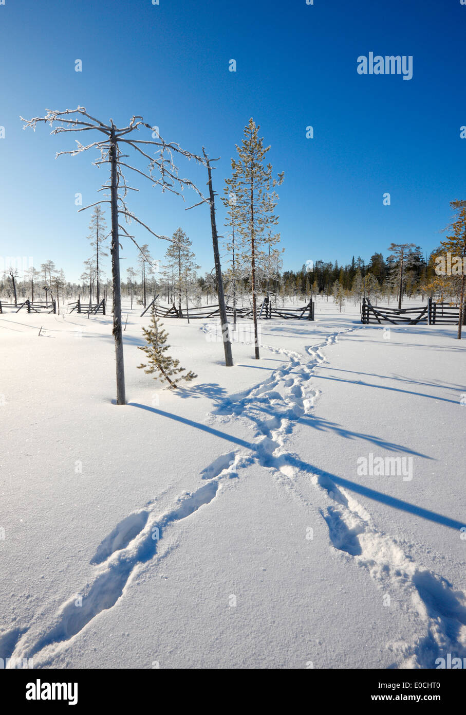 Finlandia paesaggio invernale Foto Stock