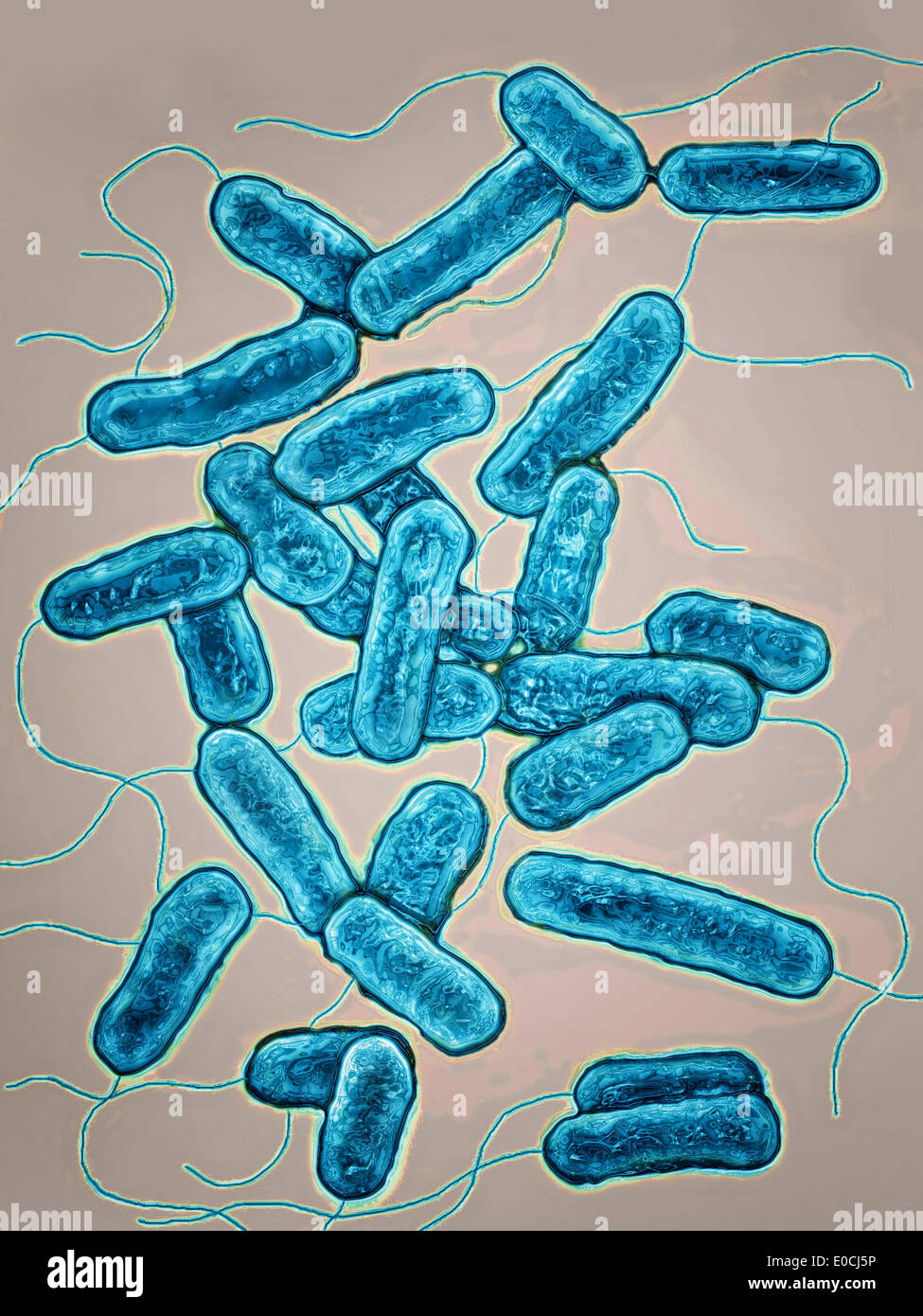 Legionella pneumophila Foto Stock