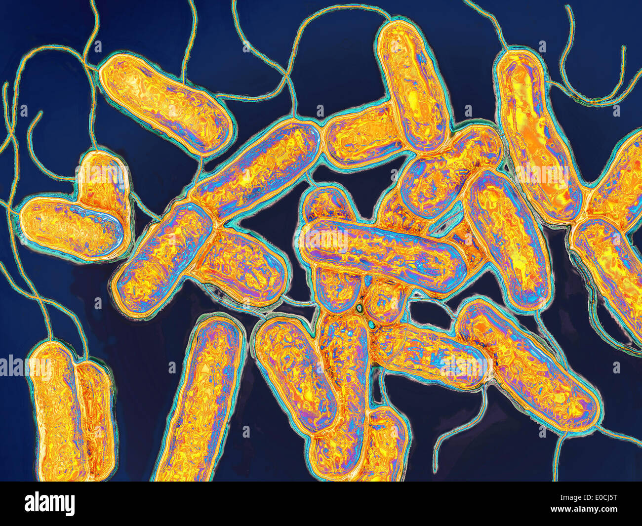 Legionella pneumophila Foto Stock