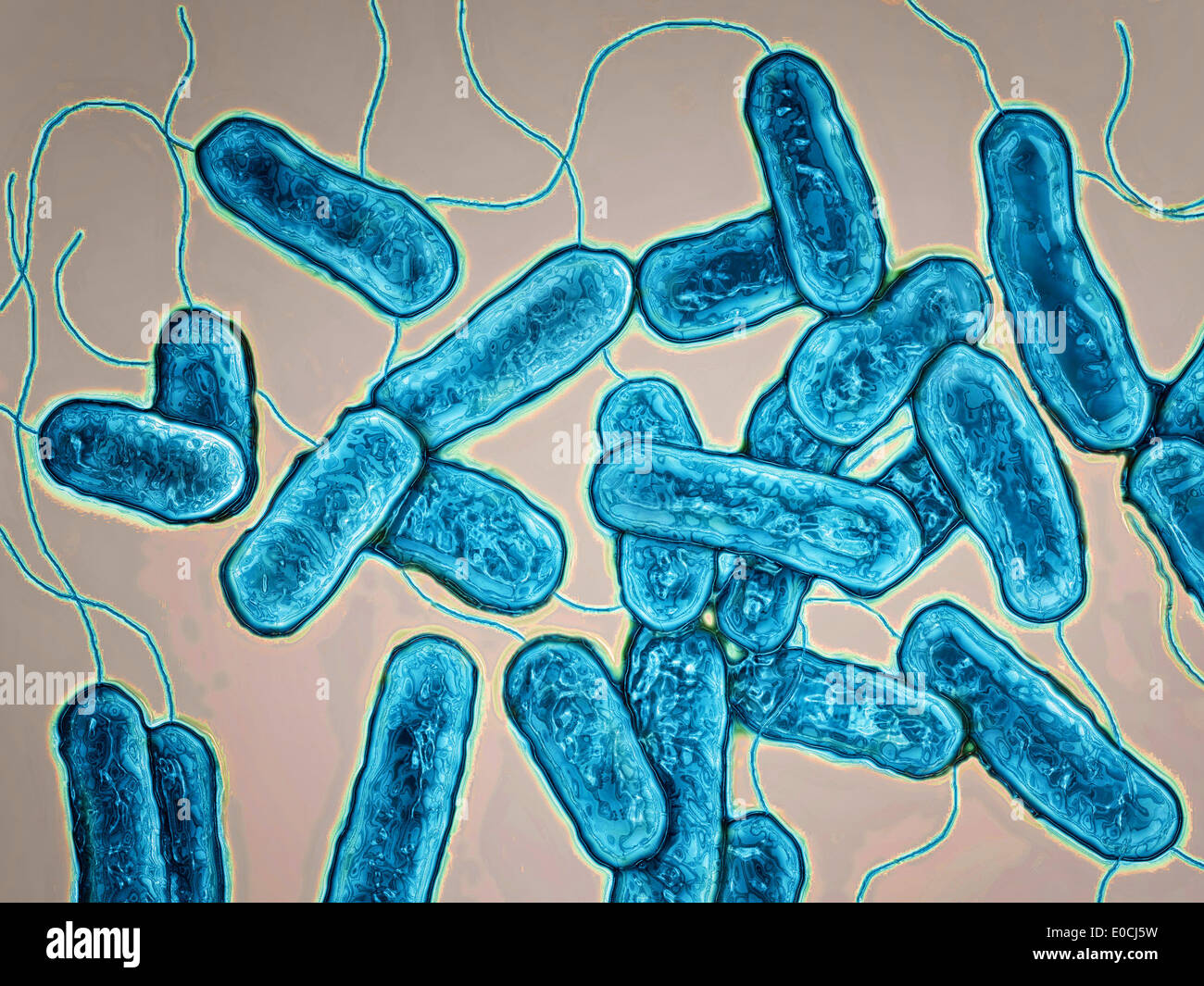 Legionella pneumophila Foto Stock