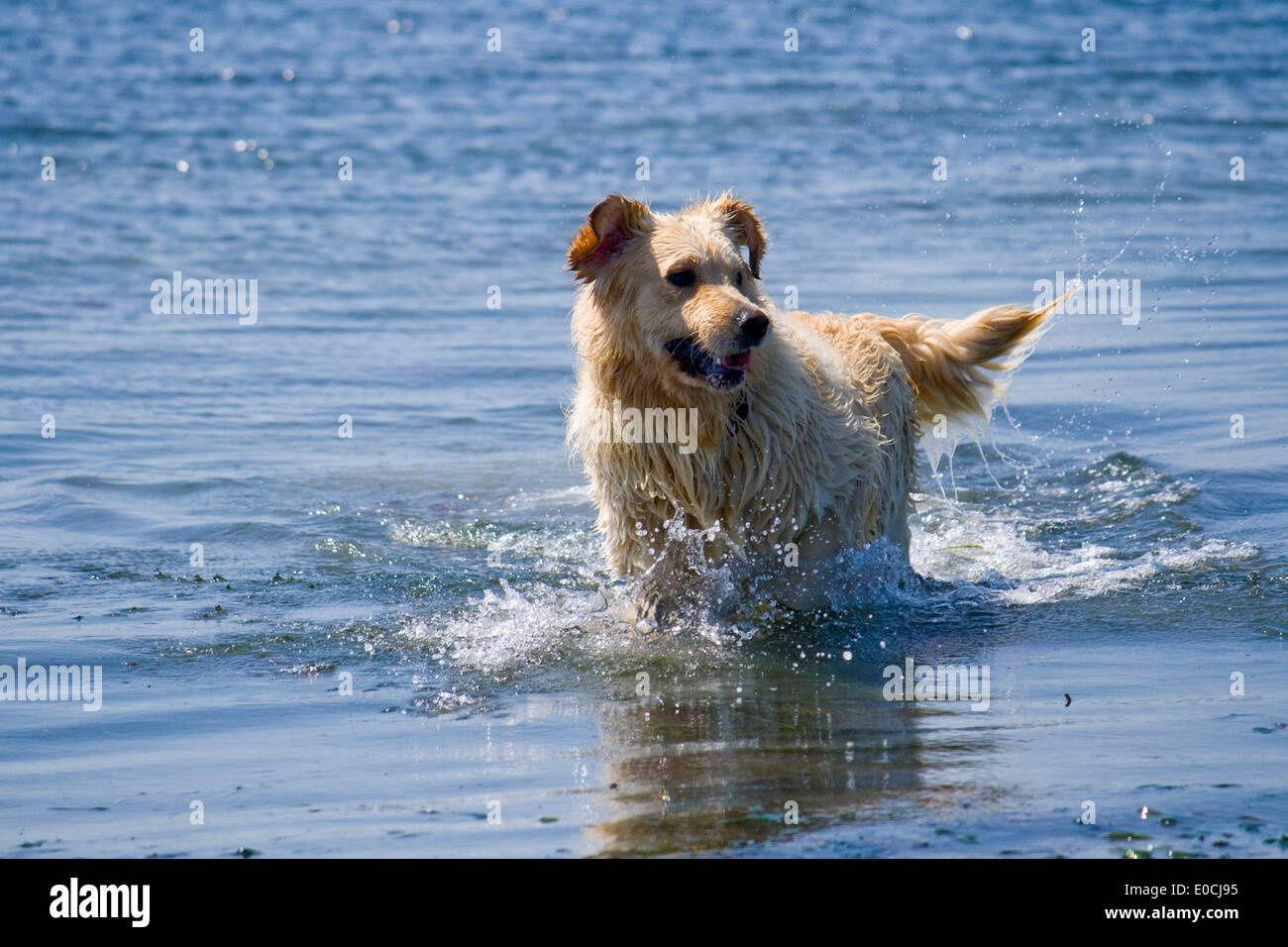Cane, golden retriever Foto Stock