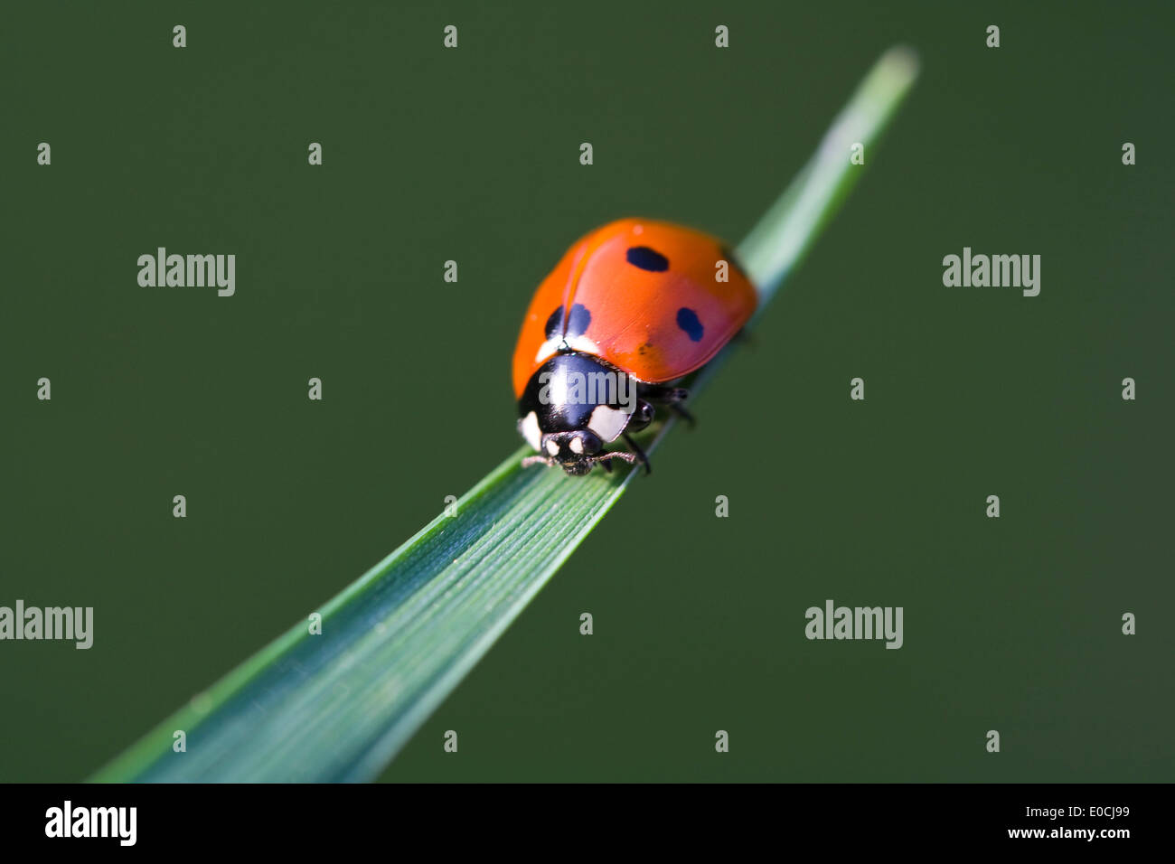 Coccinella Foto Stock