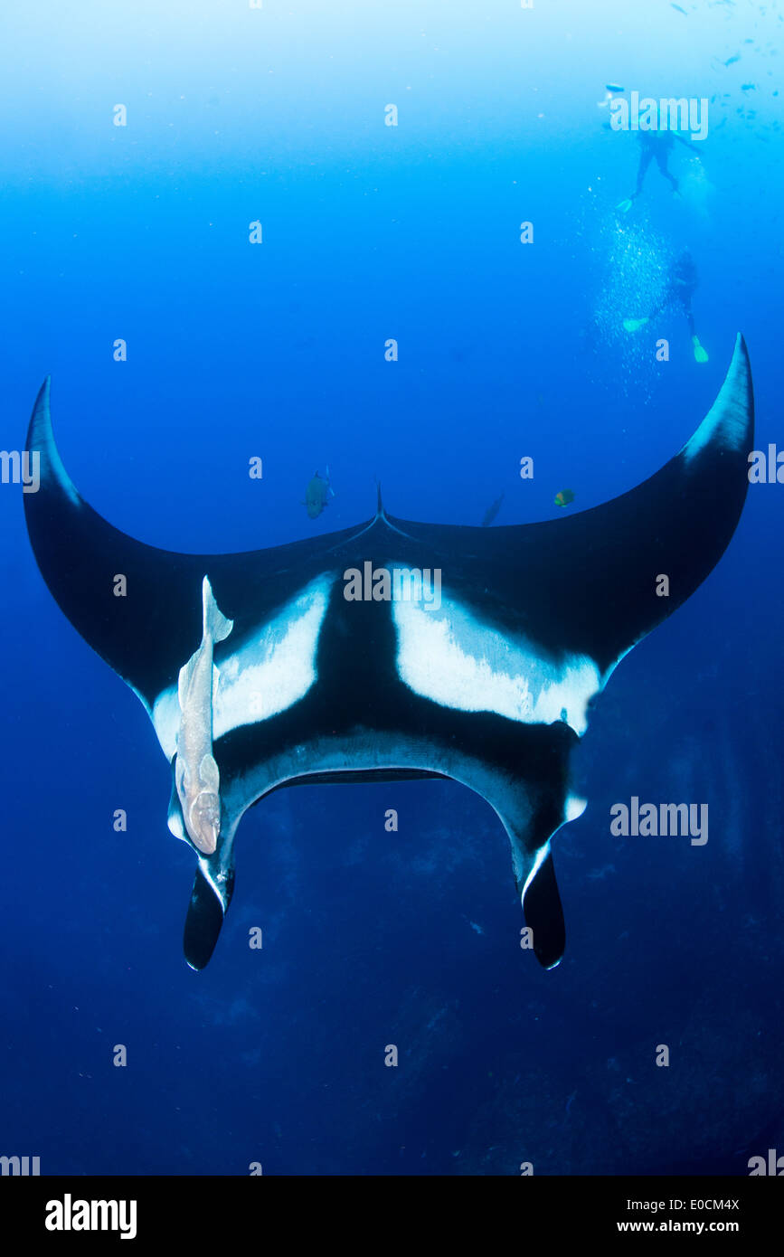 Manta ray, Manta birostris, San Benedicto, Revillagigedos, Socorro Islands, Messico e . Oceano Pacifico Foto Stock