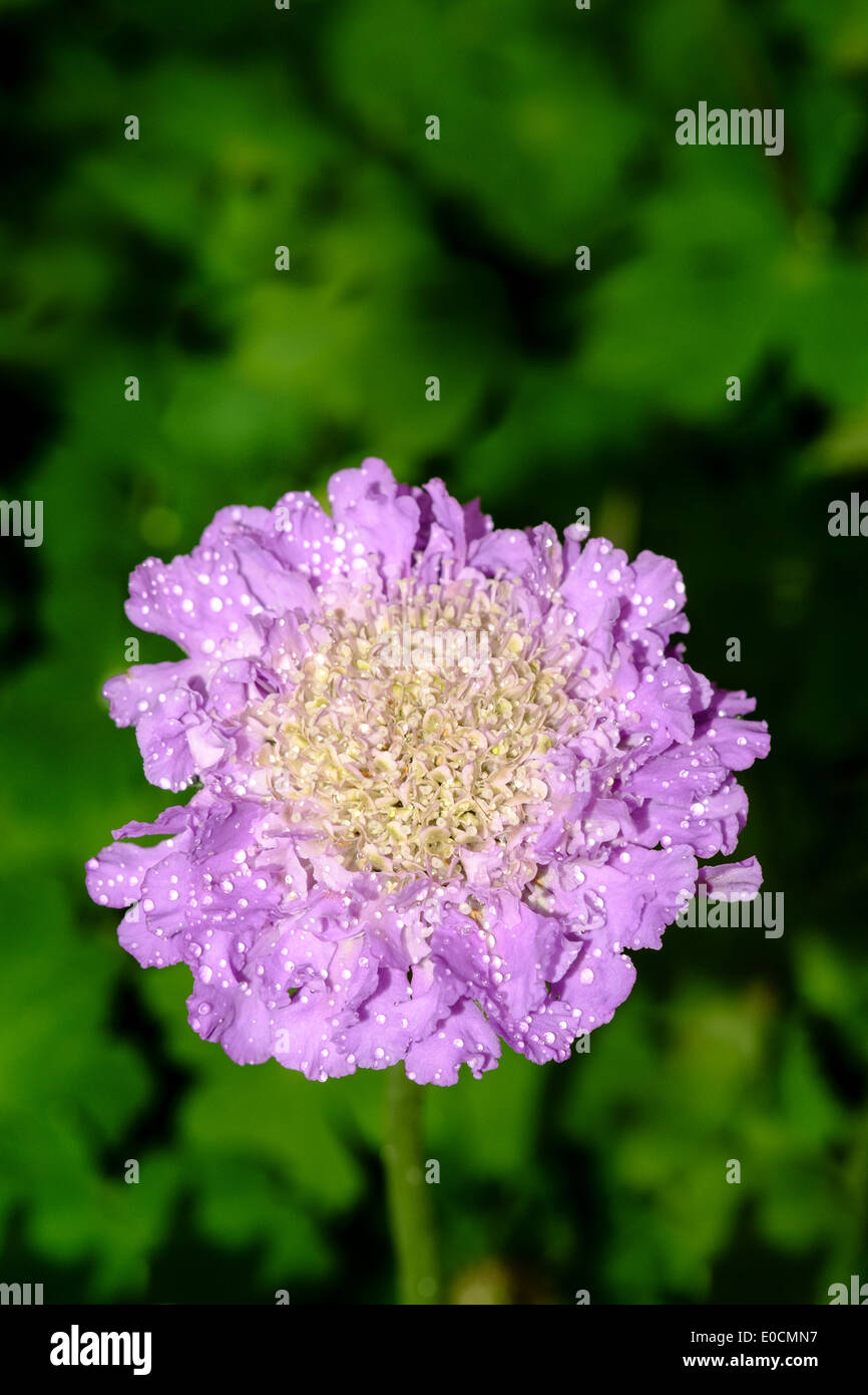 Blue Scabious fioritura, close-up. La Scabiosa. Foto Stock