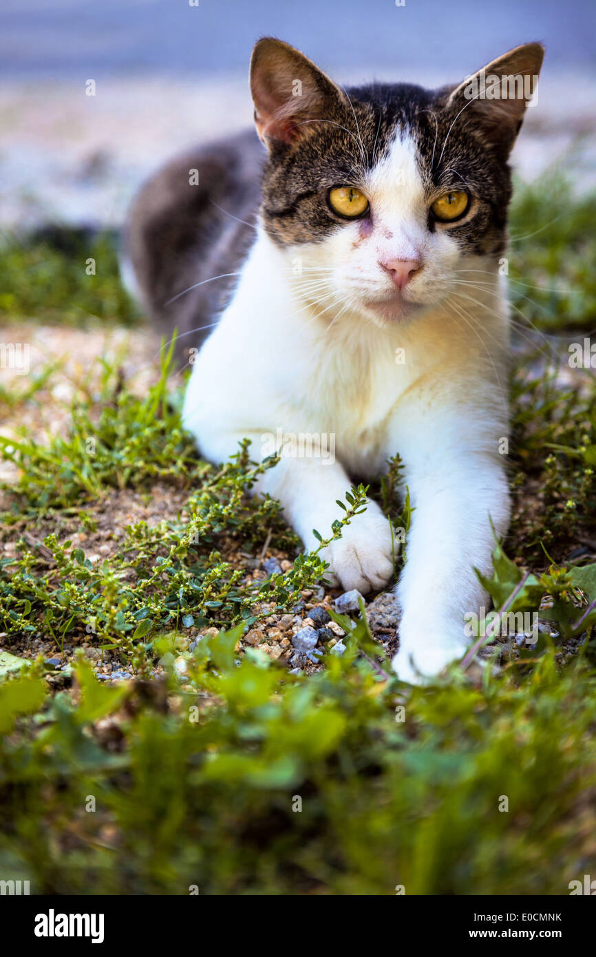Una casa a chiazze cat siede sulla terra e attende, Eine gefleckte Hauskatze sitzt am Boden und wartet Foto Stock
