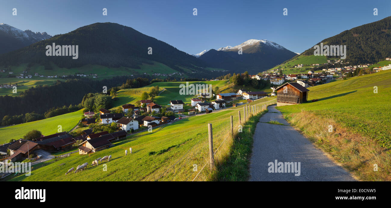 Pecore in un campo nei pressi di Innsbruck, in Tirolo, Austria Foto Stock
