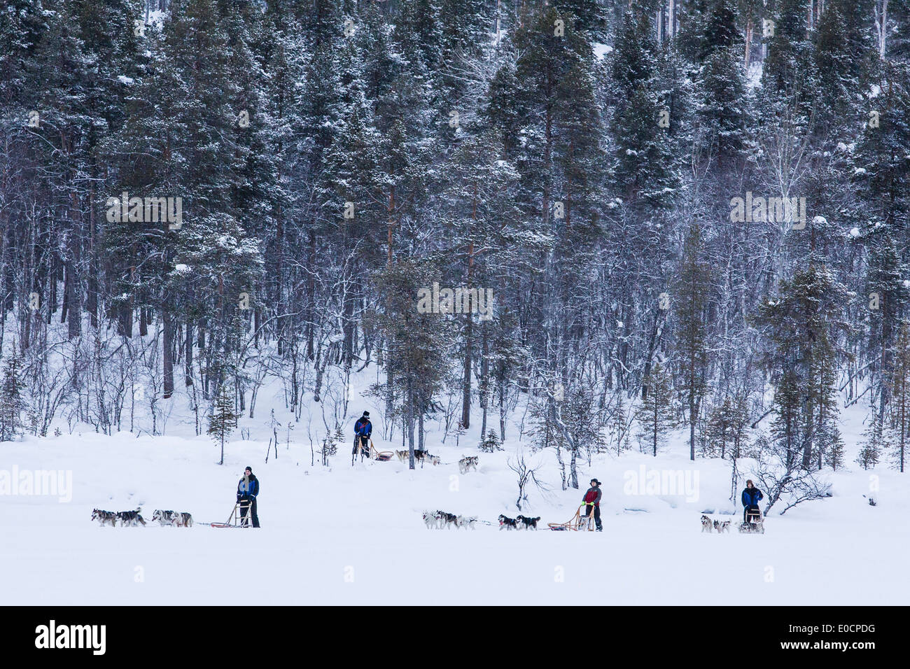 La gente di equitazione Sled Dog in paesaggi innevati, Lapponia, Finlandia, Europa Foto Stock