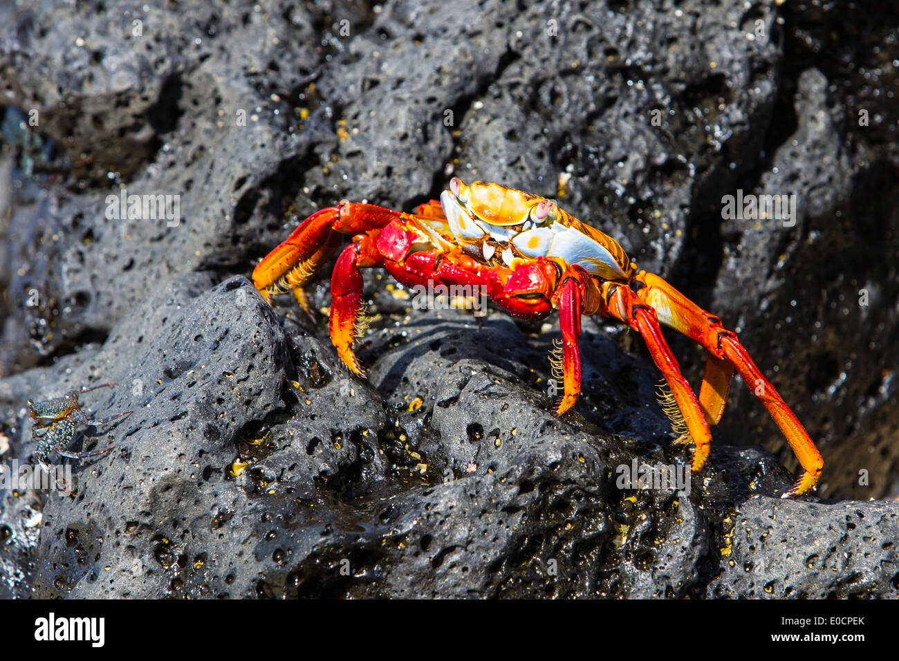 Il Red Rock crab a Dragon Hill, Isola di Santa Cruz, Galapagos, Ecuador, Sud America Foto Stock