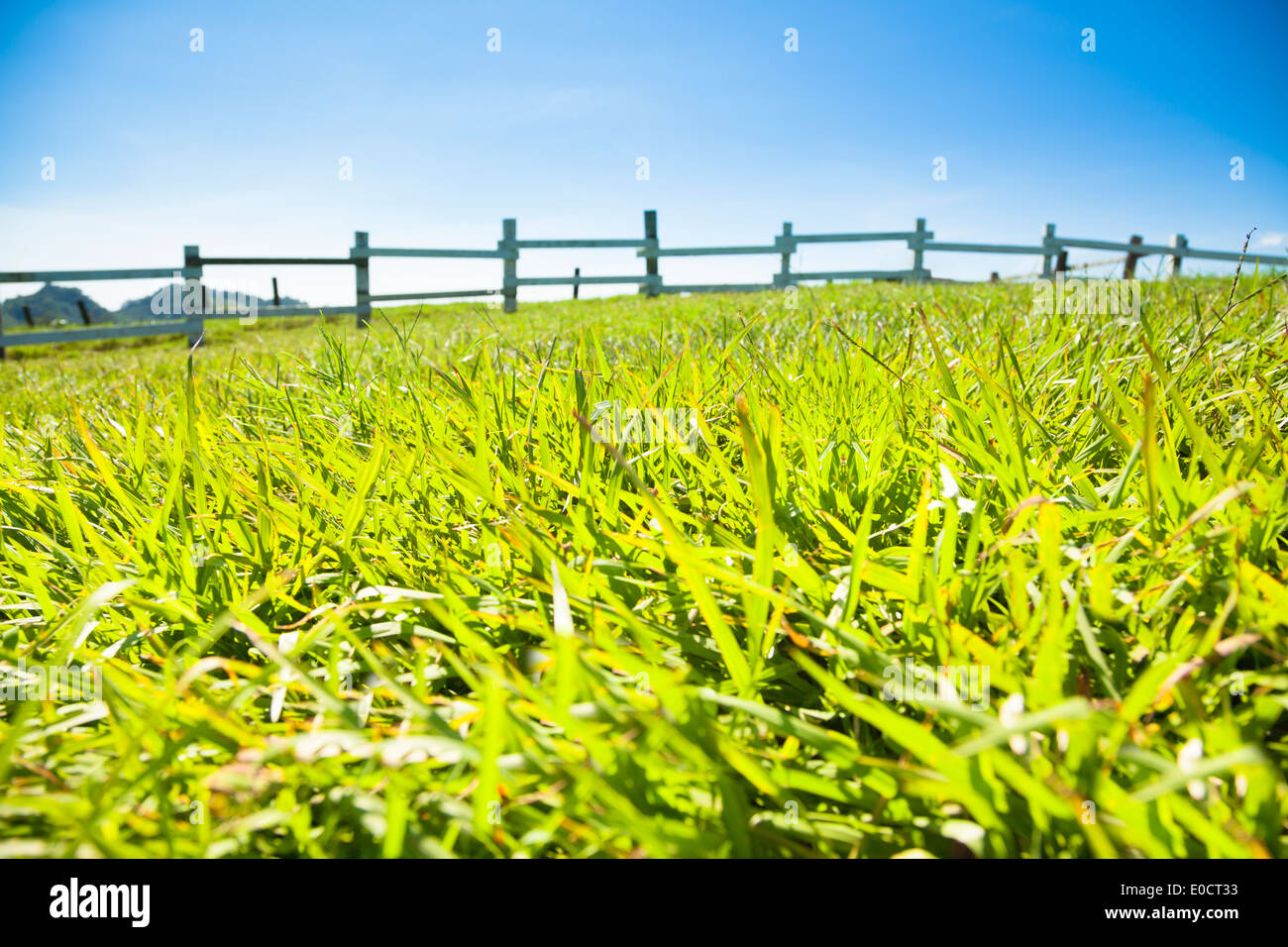 Bellissimo paesaggio estivo,prato ,recinzione e cielo blu Foto Stock