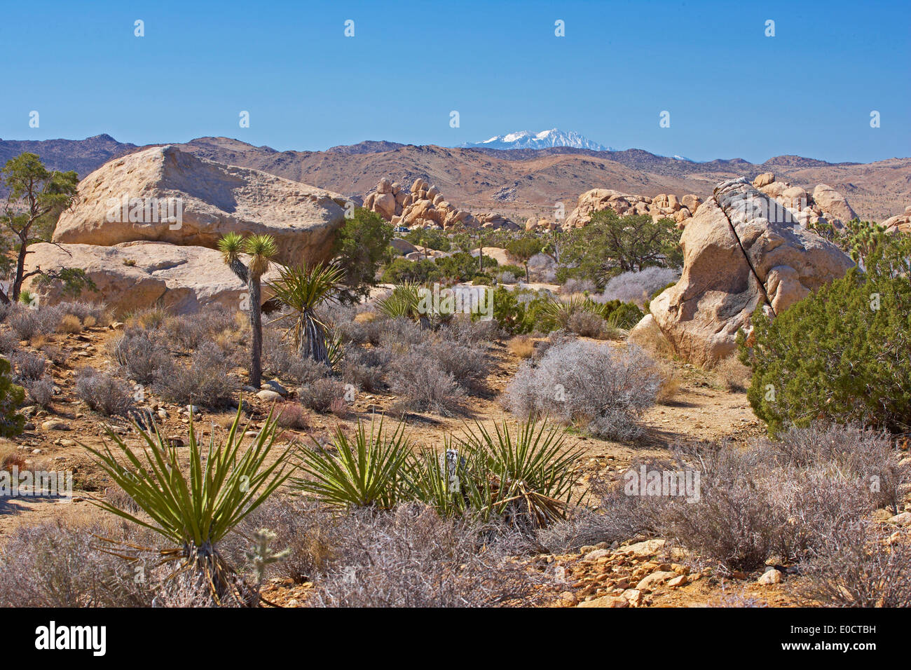 Vegetazione a valle nascosta a Joshua Tree National Park, Deserto Mojave, California, USA, America Foto Stock