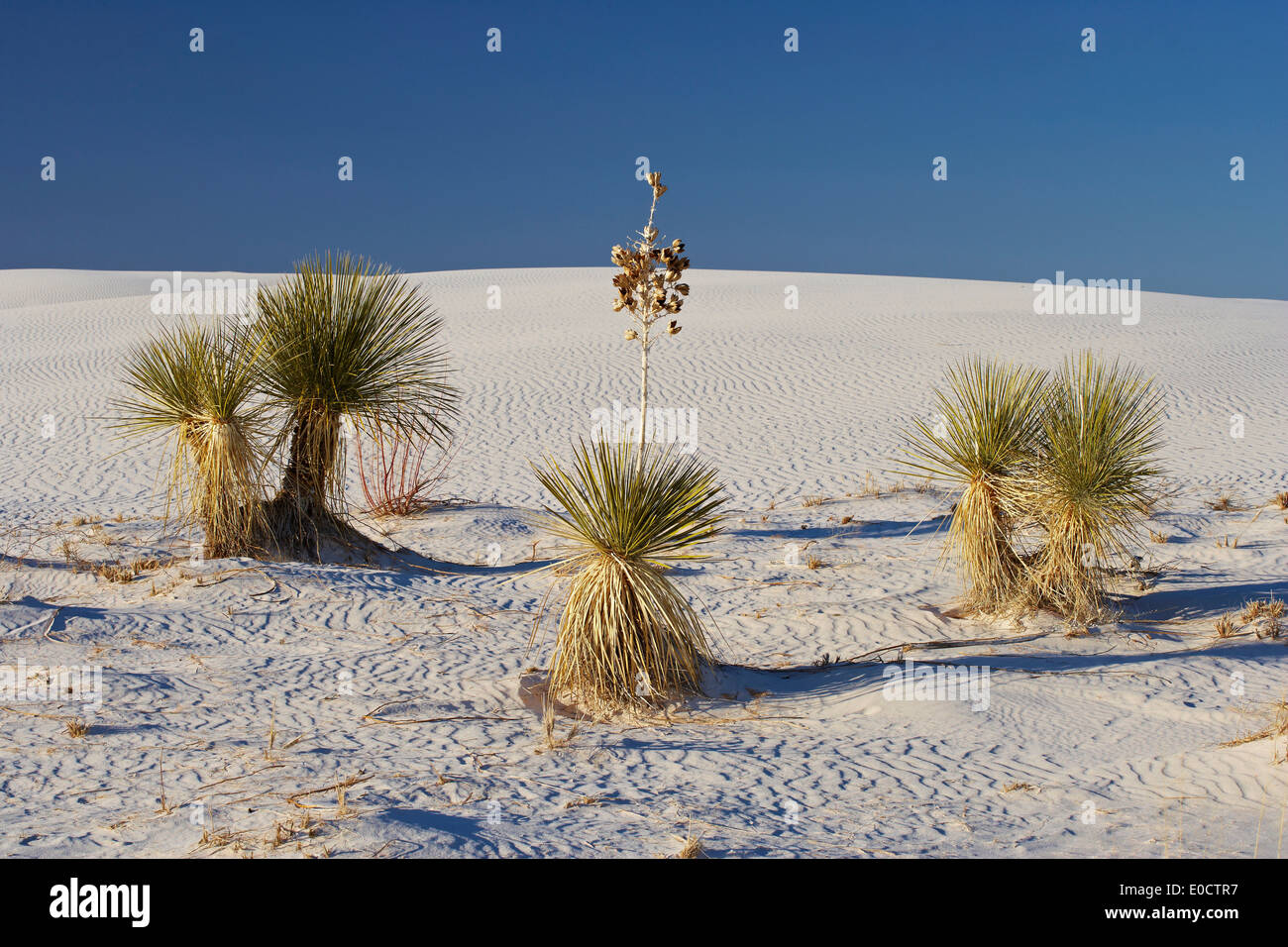 La Yucca, White Sands National Monument, Nuovo Messico, USA, America Foto Stock