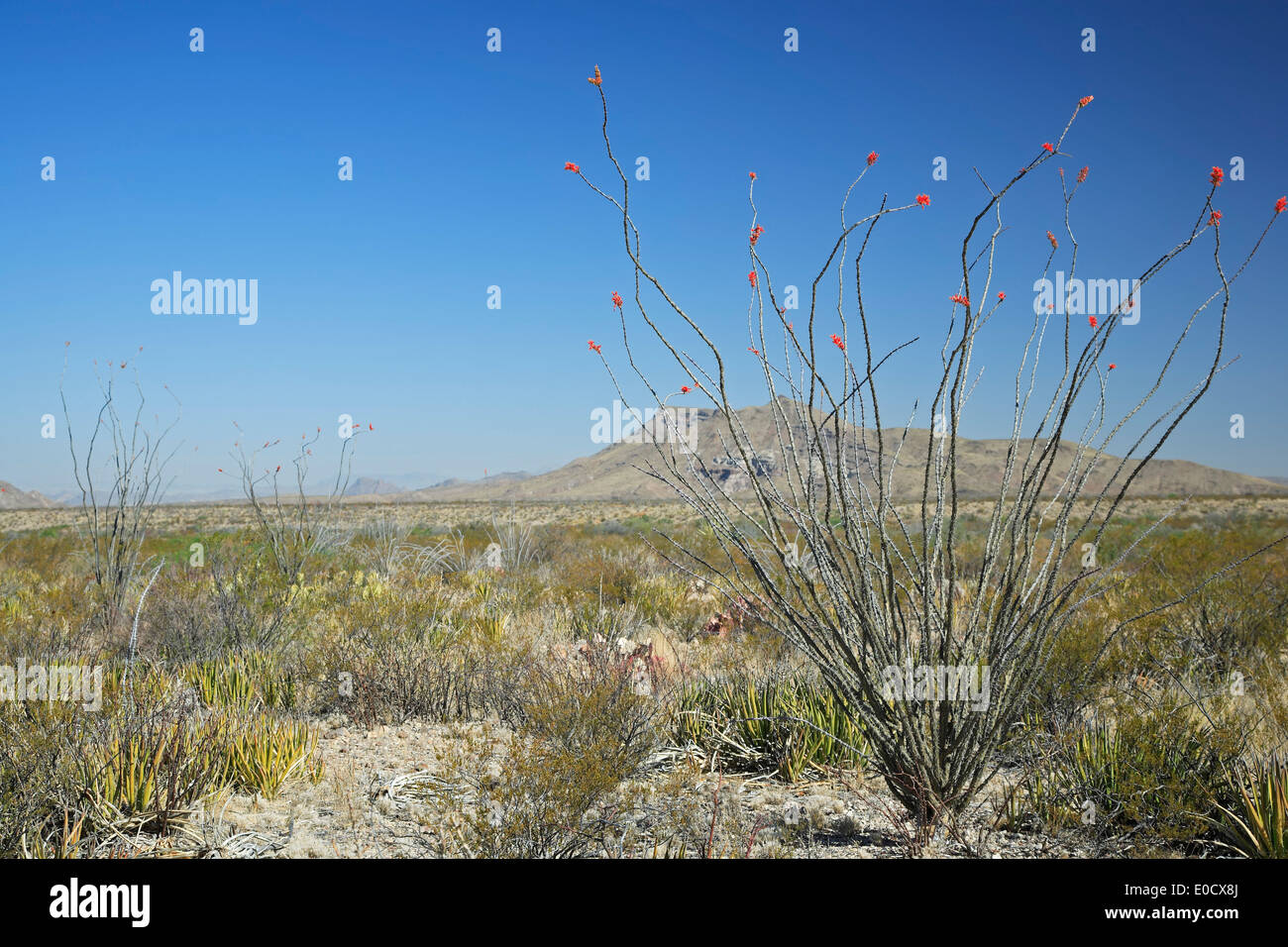 Rosso-punta (ocotillo Fouquieria splendens) e il paesaggio del deserto, parco nazionale di Big Bend, Texas USA Foto Stock