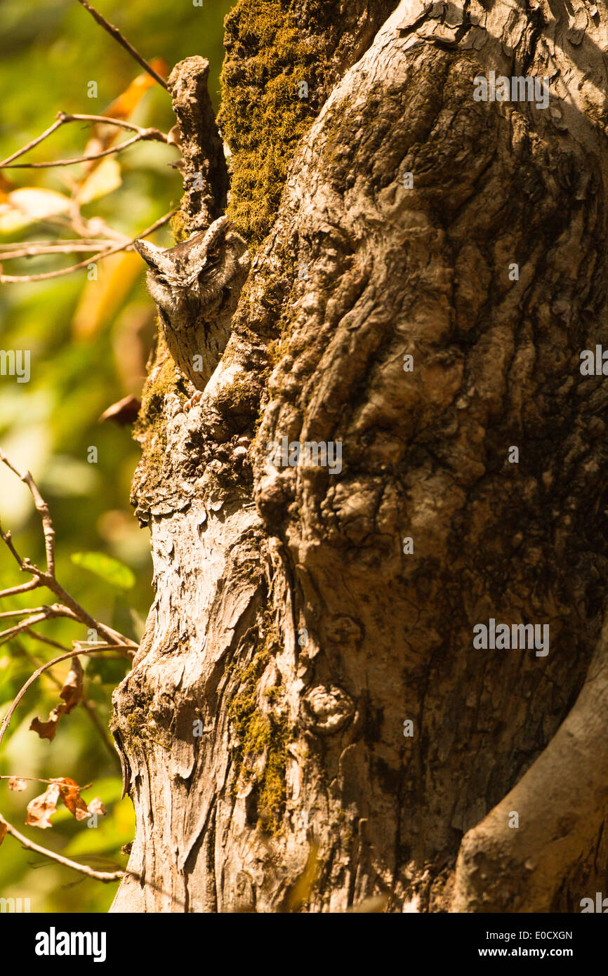 Acciuffato assiolo nel foro di posatoio, Parco Nazionale di Kanha, Madhya Pradesh, India (Otus lettia) Foto Stock