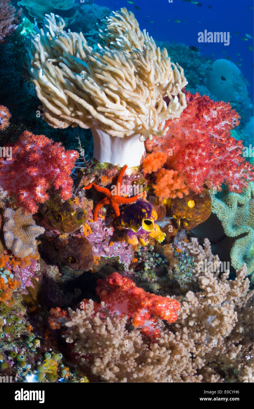 Coral reef scenario, pelle e morbida, coralli, una stella di mare, Raja Ampat, Indonesia. (Sinularia flexibilis), (Fromia milleporella) Foto Stock
