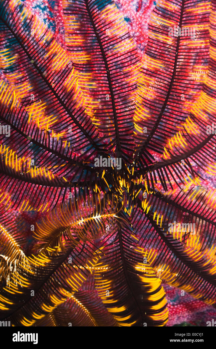 Featherstar su gorgonia, Misool Raja Ampat, Papua occidentale, in Indonesia. Foto Stock