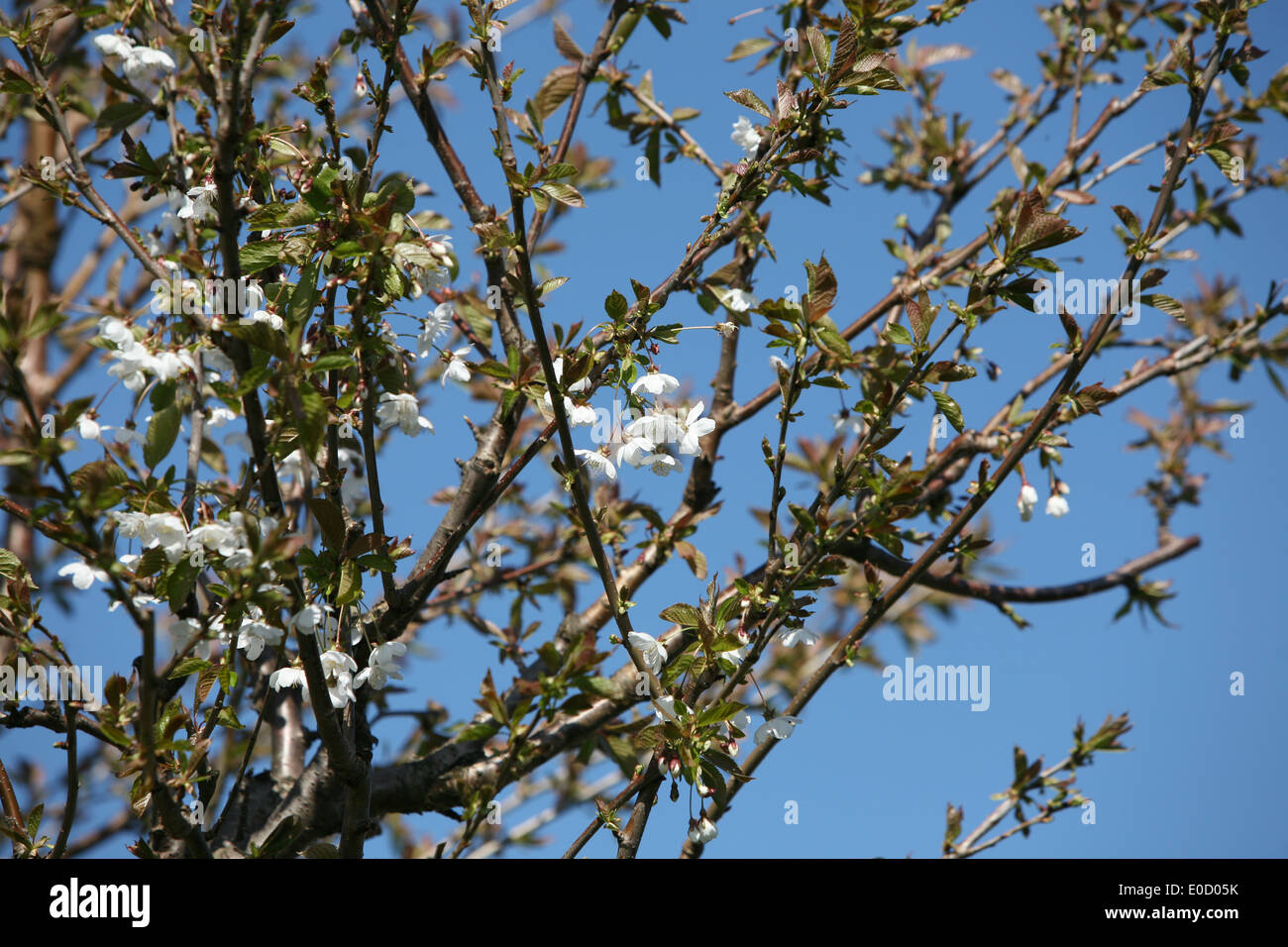 Il Ciliegio fiorisce in primavera Foto Stock