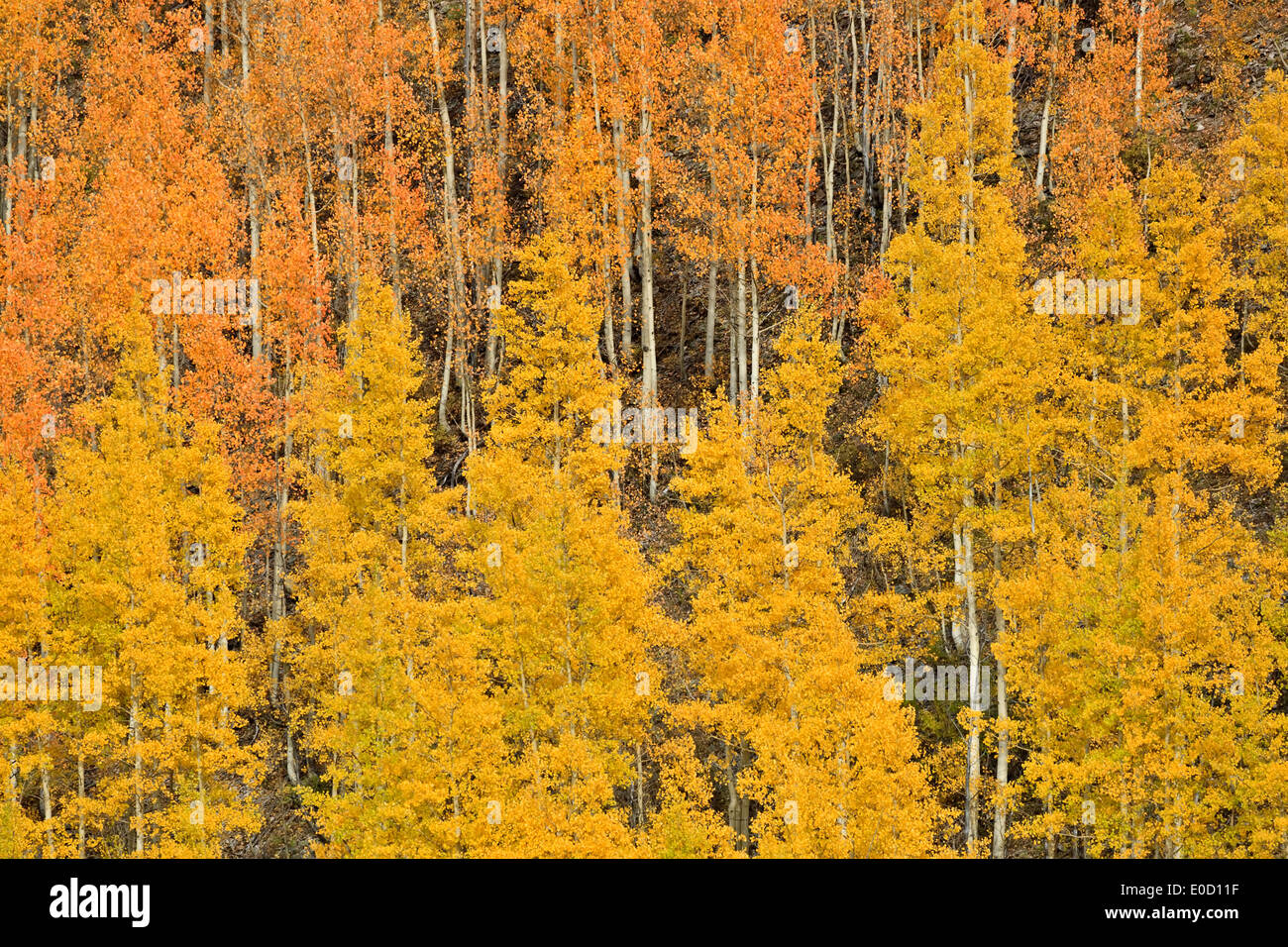 Aspens in colori autunnali nei pressi Molas Pass, San Juan Mountains, Colorado, STATI UNITI D'AMERICA Foto Stock