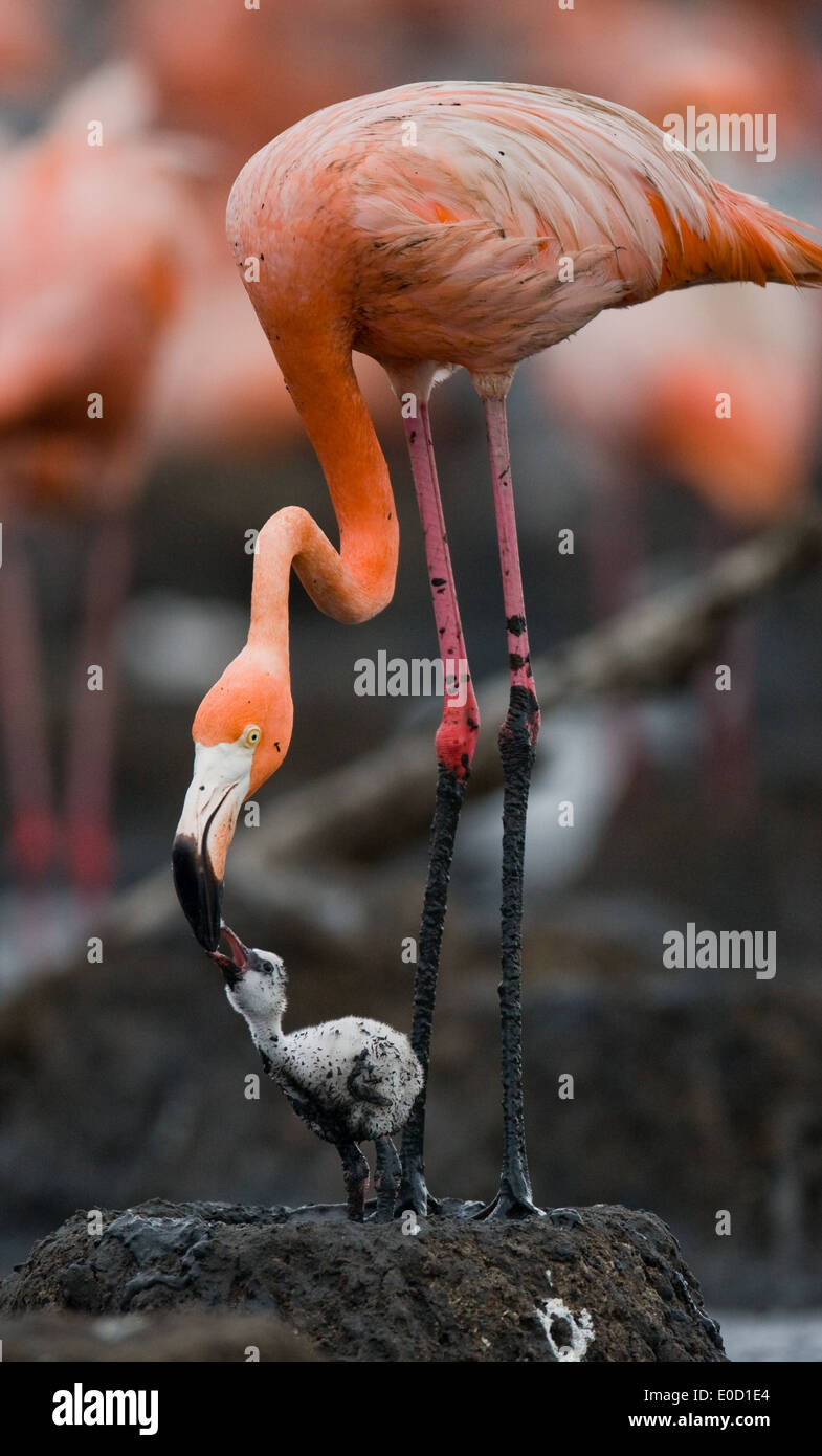 Carribean flamingo alimentando un pulcino, Rio Maximo Riserva, Cuba (Phoenicopterus ruber) Foto Stock