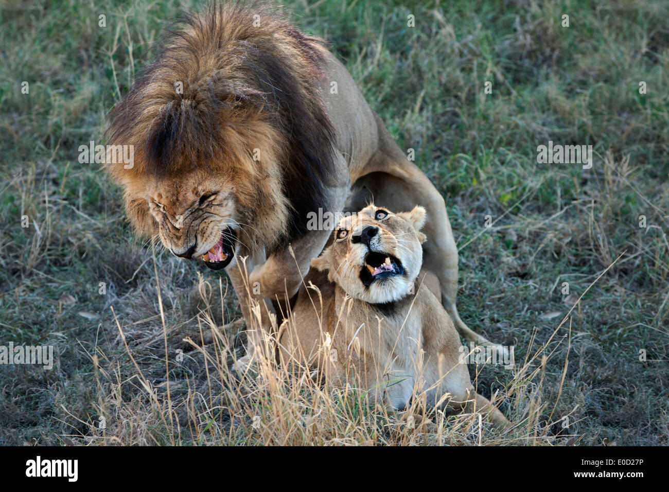 I Lions coniugata, Tanzania (Panthera leo) Foto Stock