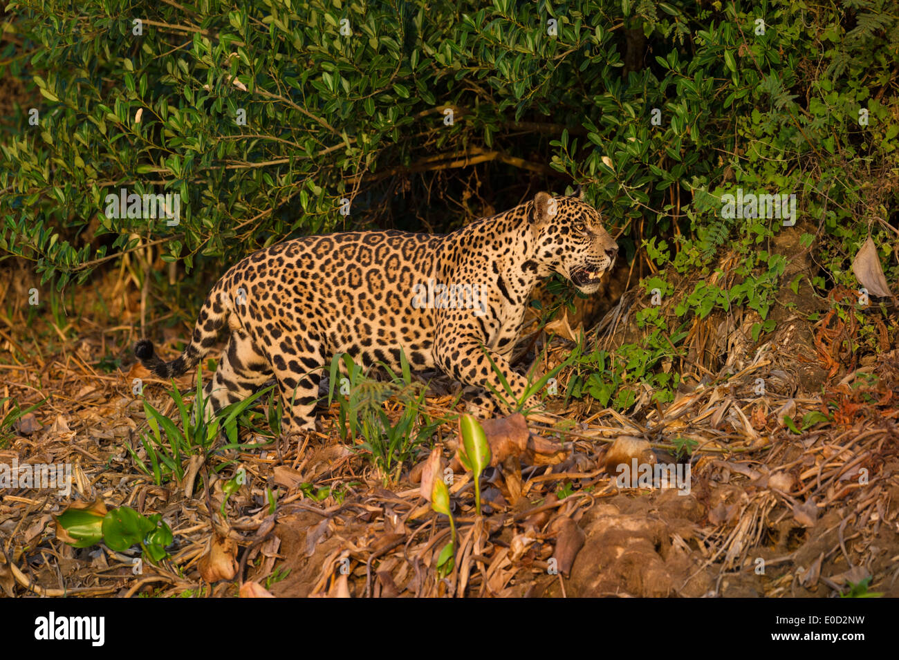 Maschi selvatici Jaguar stalking nel tardo pomeriggio della luce del sole. Cuiaba River, Pantanal del Nord, Brasile. (Panthera onca palustris) Foto Stock