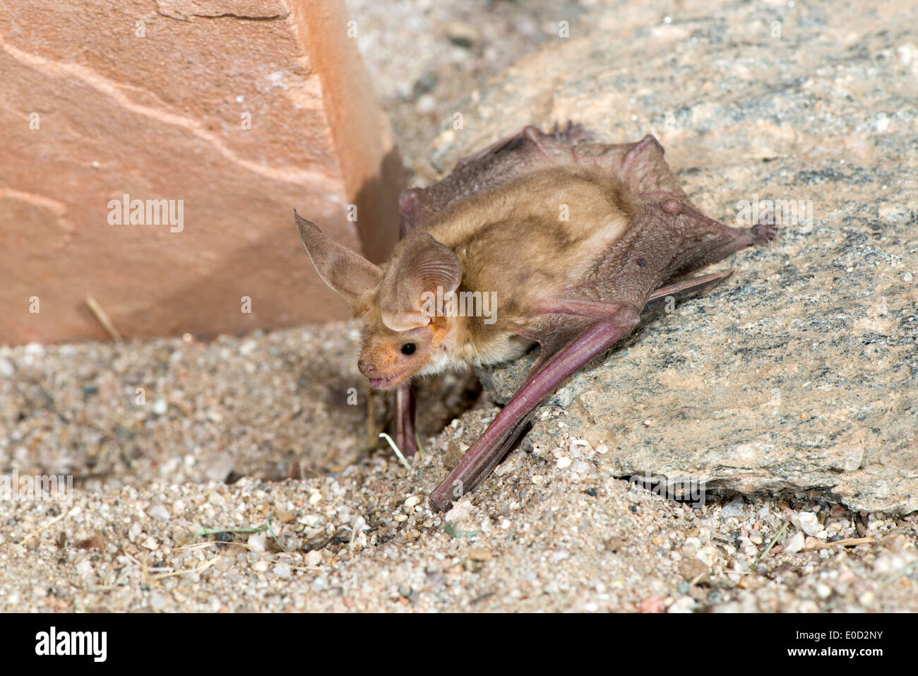 Pallida Bat Antrozous pallidus Tucson, Arizona, Stati Uniti 9 Aprile Vespertilionidae adulti Foto Stock