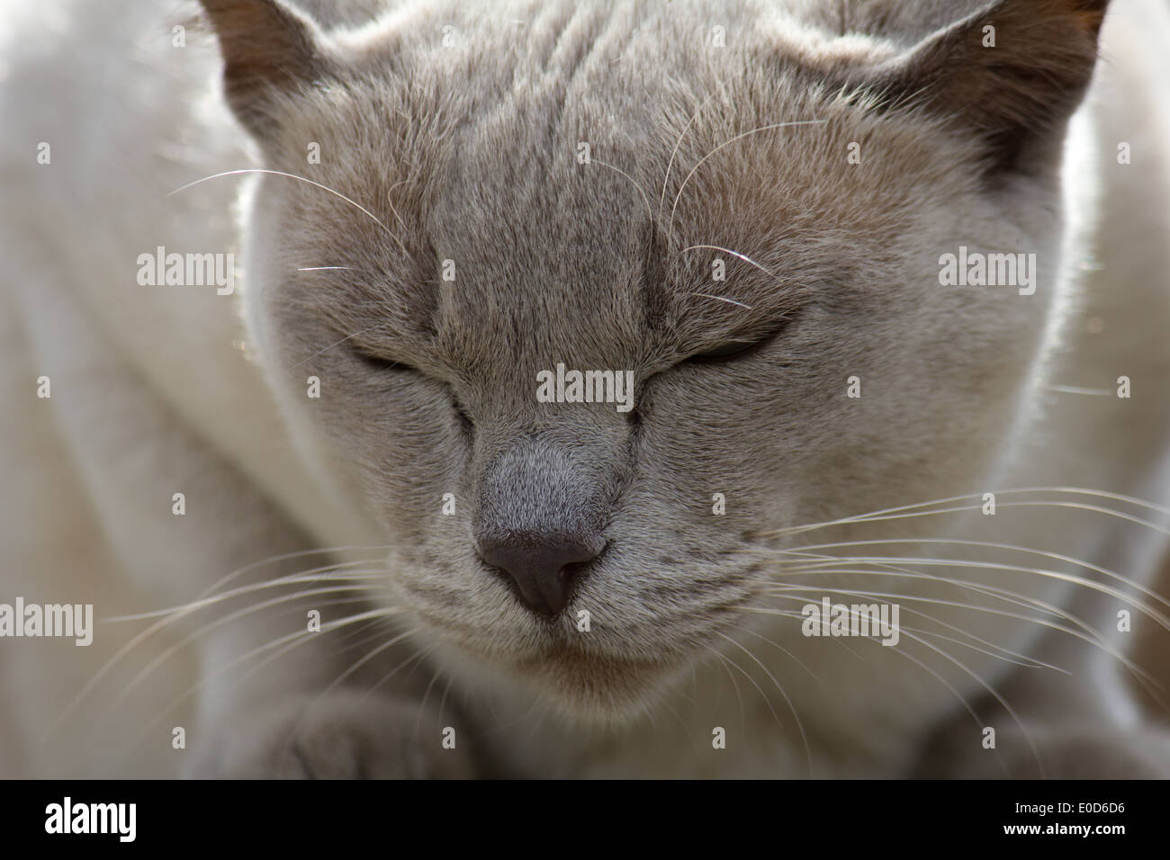 Scortese grigio / bianco dal pelo corto gatto su una parete con gli occhi chiusi Foto Stock