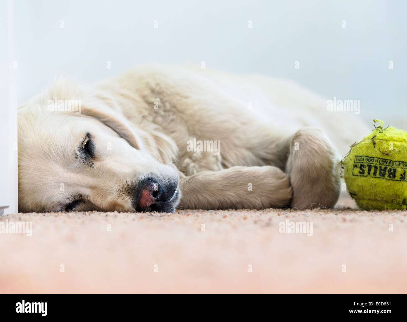 I giovani di colore platino Golden Retriever cane dorme con palla da tennis Foto Stock