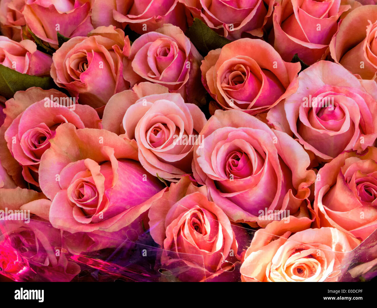 Molte le rose rosa in un mercato dei fiori di attendere per un acquirente, Viele rosa Rosen auf einem Blumenmarkt warten auf einen Kaeufer Foto Stock