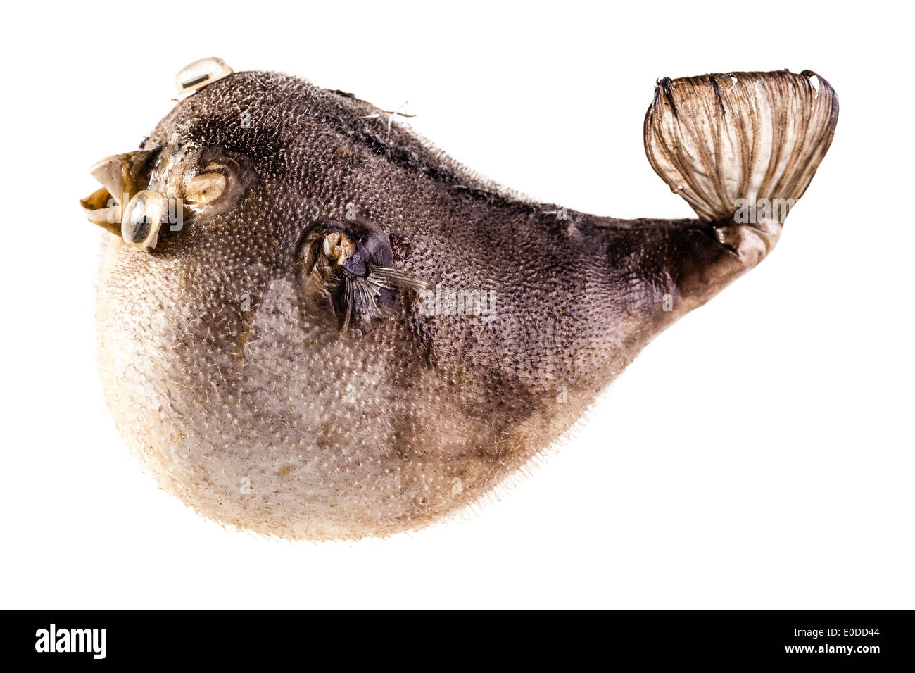 Un farcite il pesce palla isolate su uno sfondo bianco Foto Stock