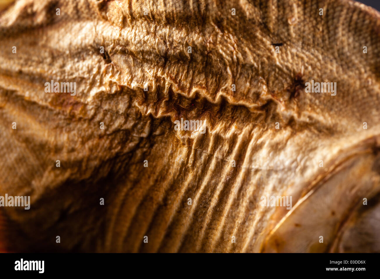 Immagine ravvicinata della pelle rugosa di un pesce essiccati Foto Stock
