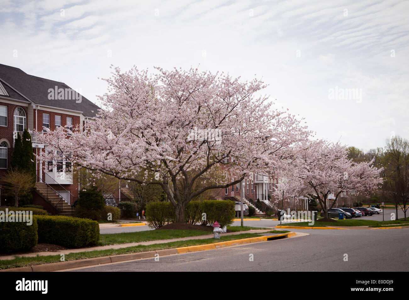 Higan alberi di ciliegio (Prunus subhirtella) in piena fioritura - Virgina USA Foto Stock