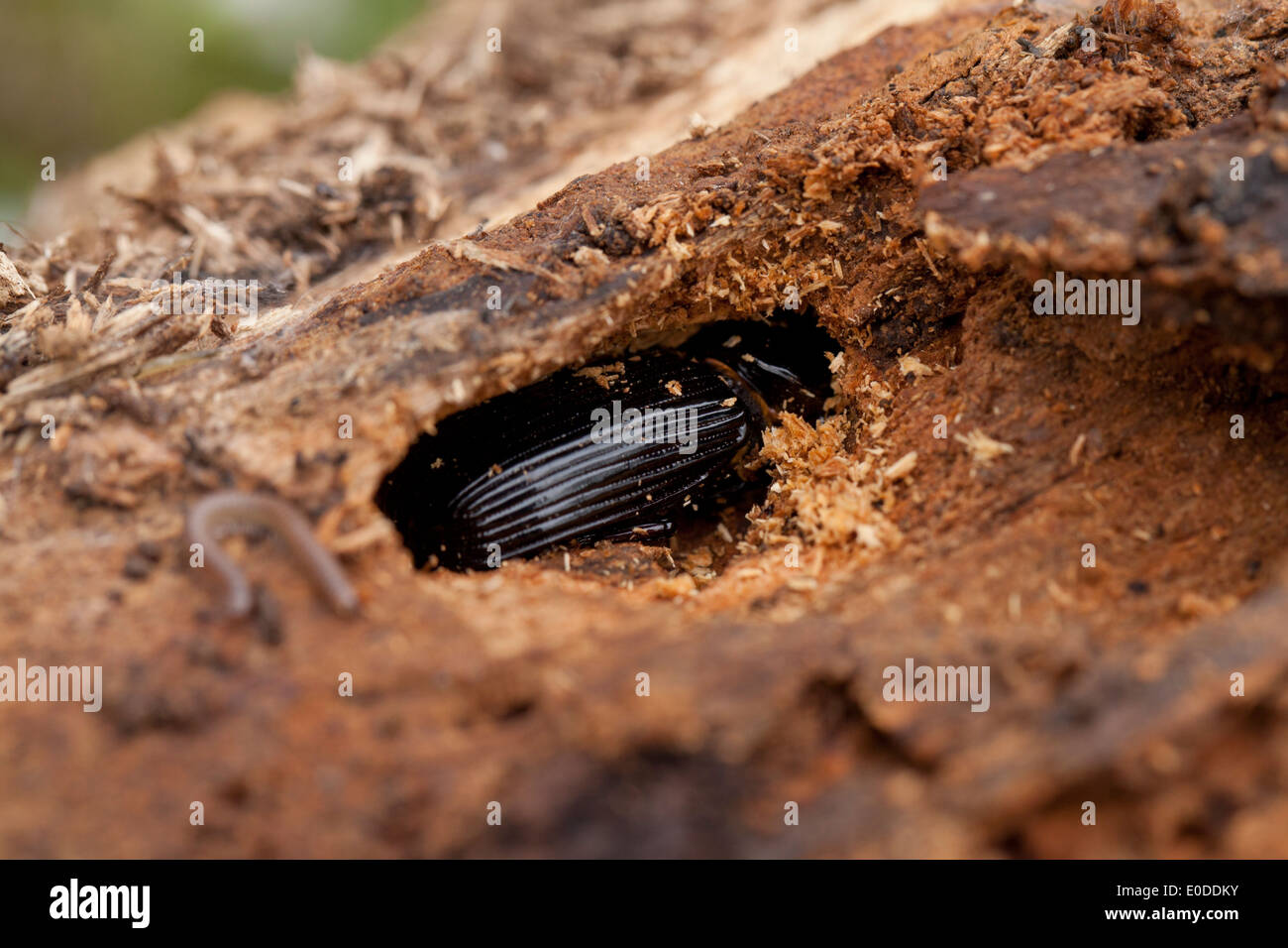 Bess coleotteri (Odontotaenius disjunctus) noioso in legno Foto Stock