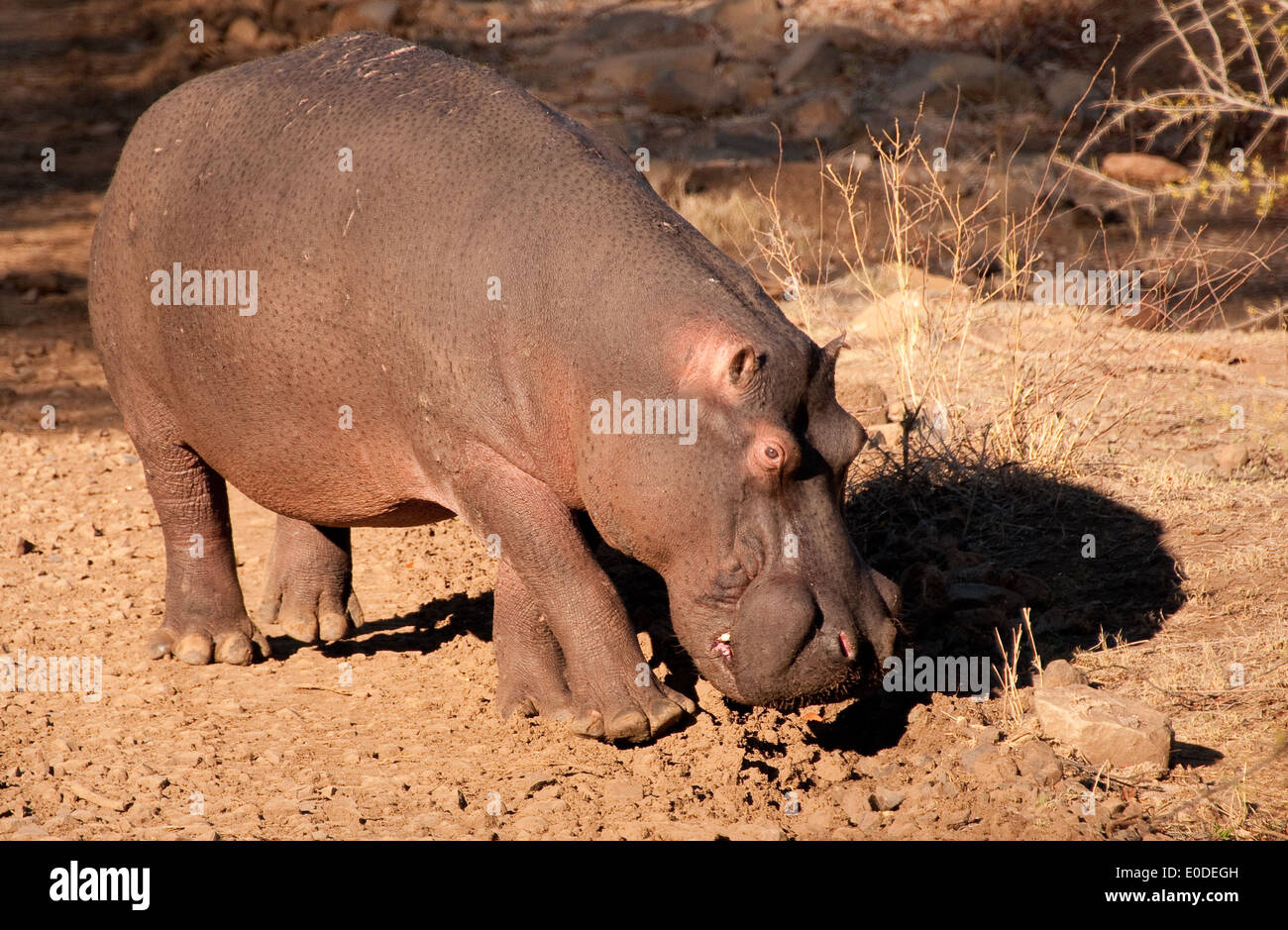 Ippona (Hippopotamus amphibius). Parco Nazionale di Kruger, Sud Africa Foto Stock