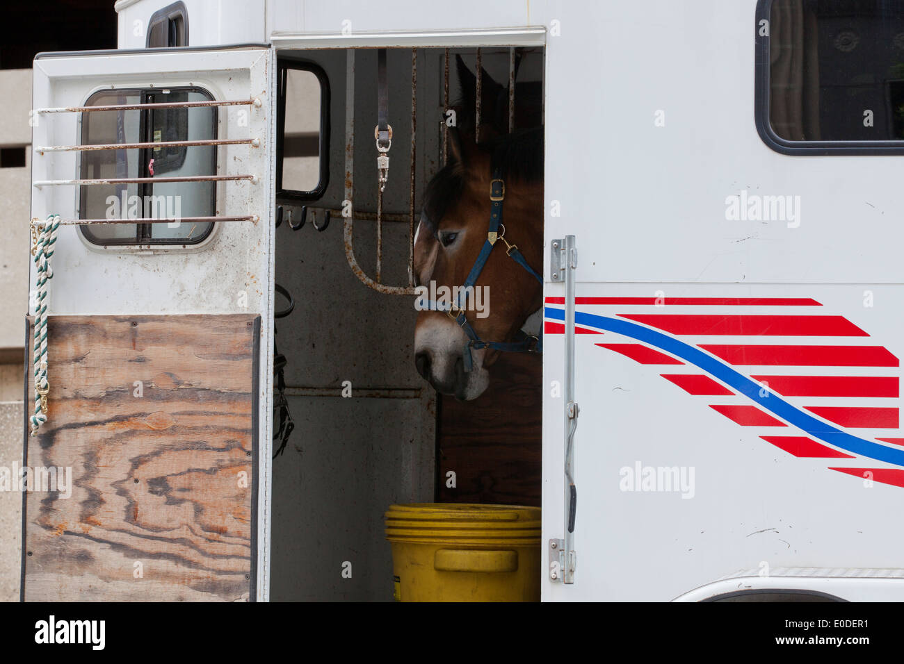 Cavallo nel trailer Foto Stock