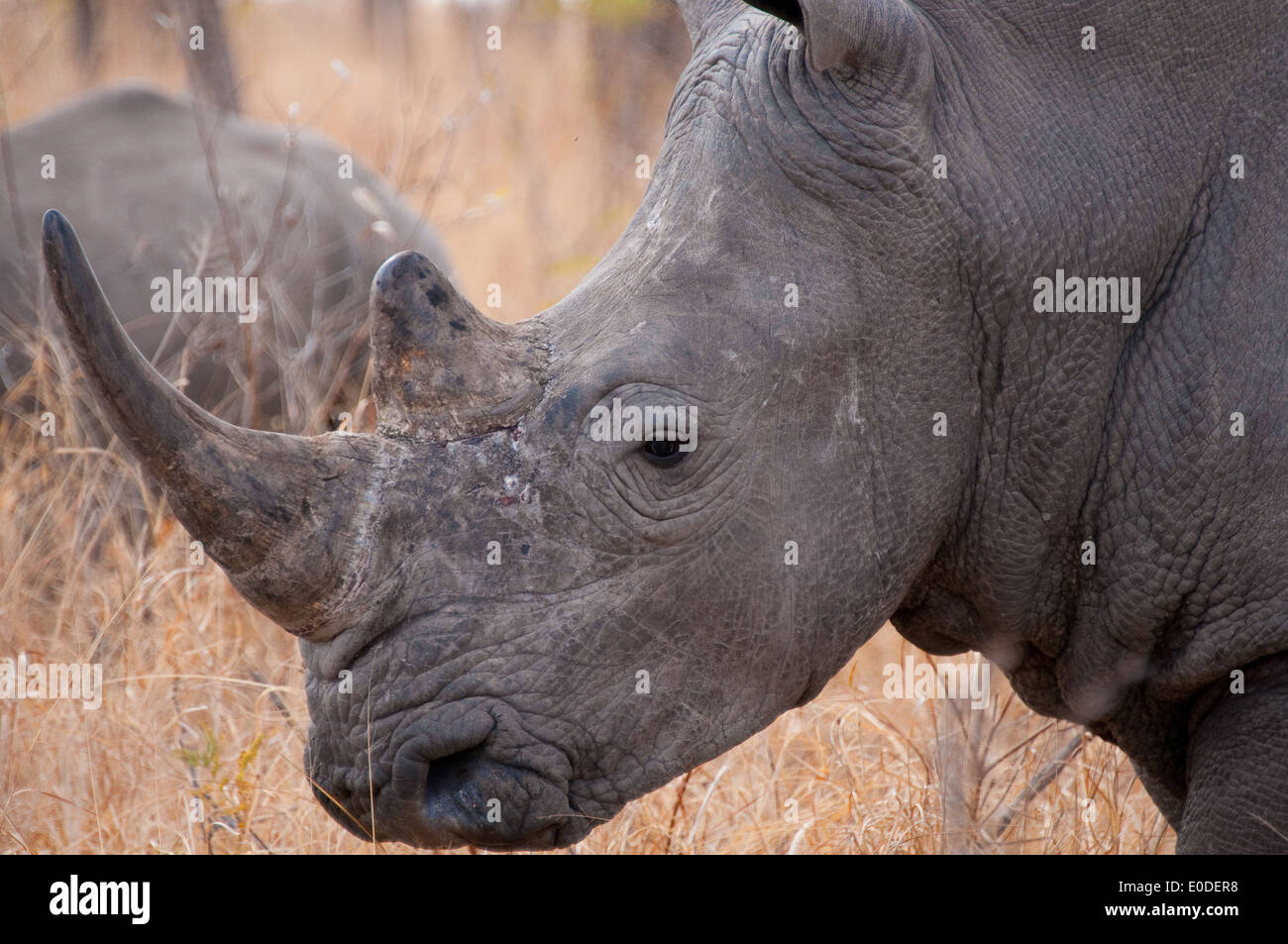 Rinoceronte bianco (Ceratotherium simum) profilo, vicino a Berg en Dal Camp, Kruger National Park, Sud Africa Foto Stock