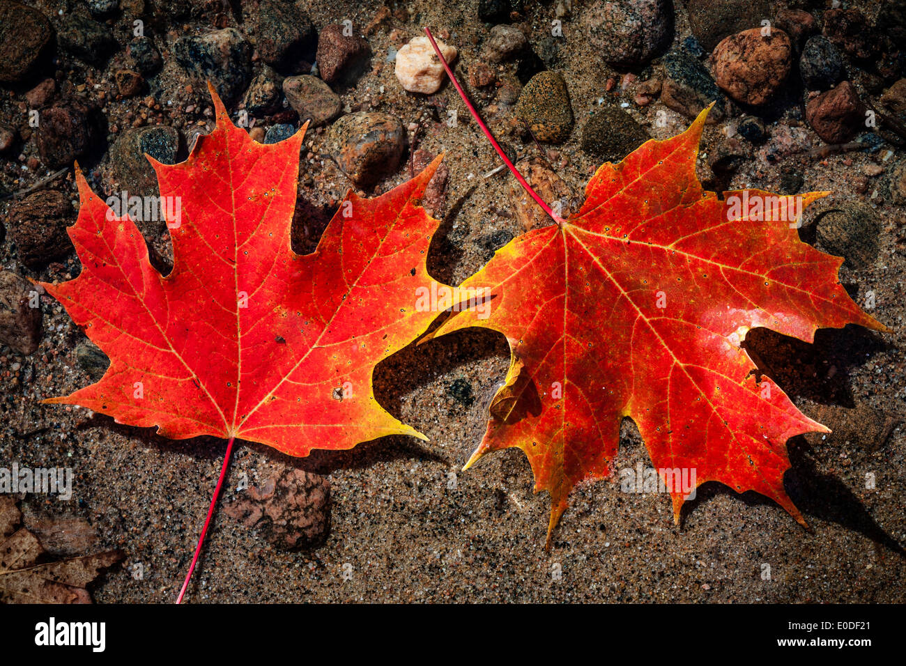 Due red fall foglie di acero galleggianti nel lago poco profondo acqua con rocce sul fondo Foto Stock