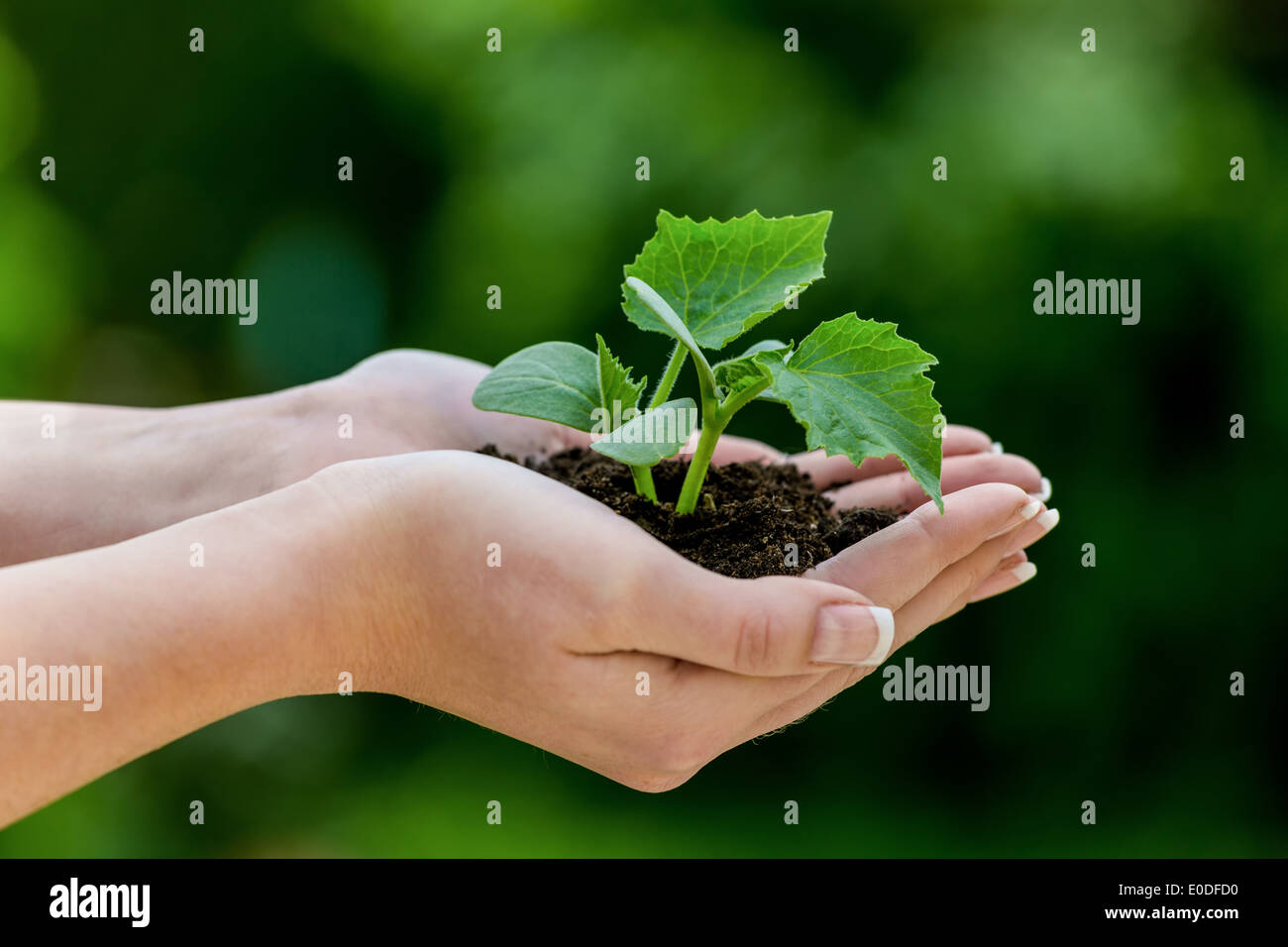 Donna impianto tiene in mano. Foto simbolico di crescita e di profitto, Frau haelt Pflanze in der mano. Symbolfoto fuer Wachstum onu Foto Stock